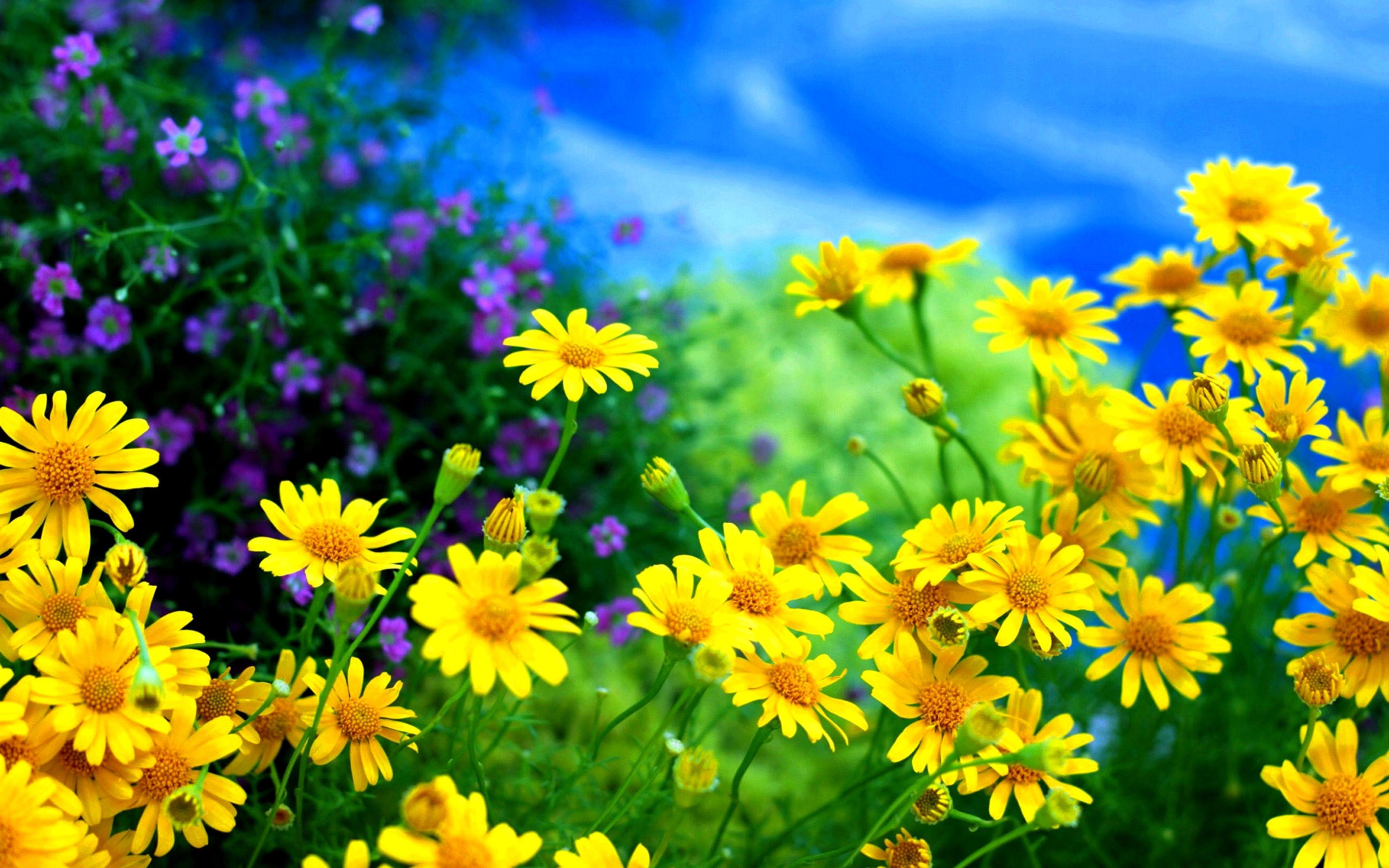 3840x2400 Chamomile Yellow Flowers Field Wallpaper High Resolution