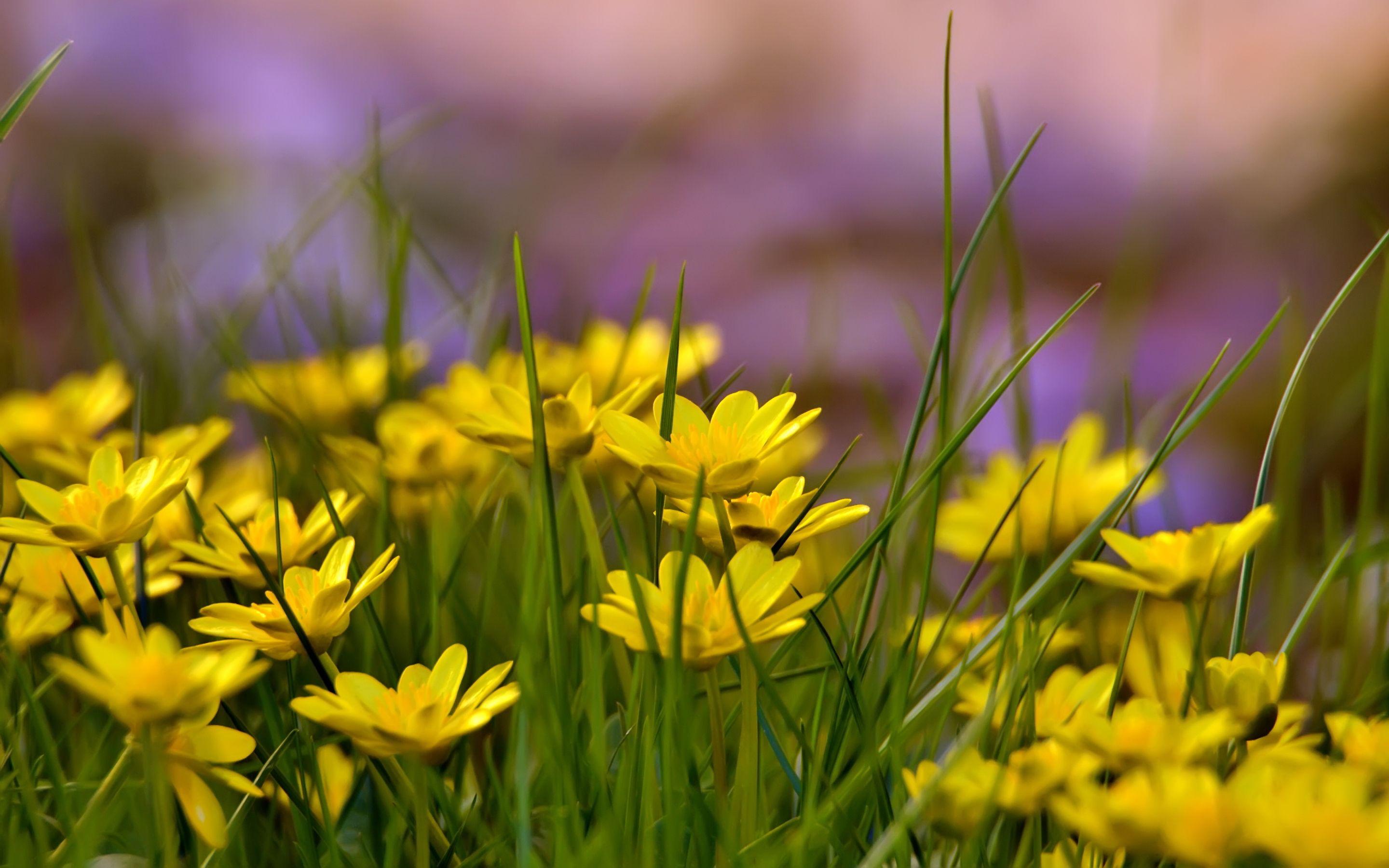 2880x1800 Yellow flowers field background wallpaperx1800
