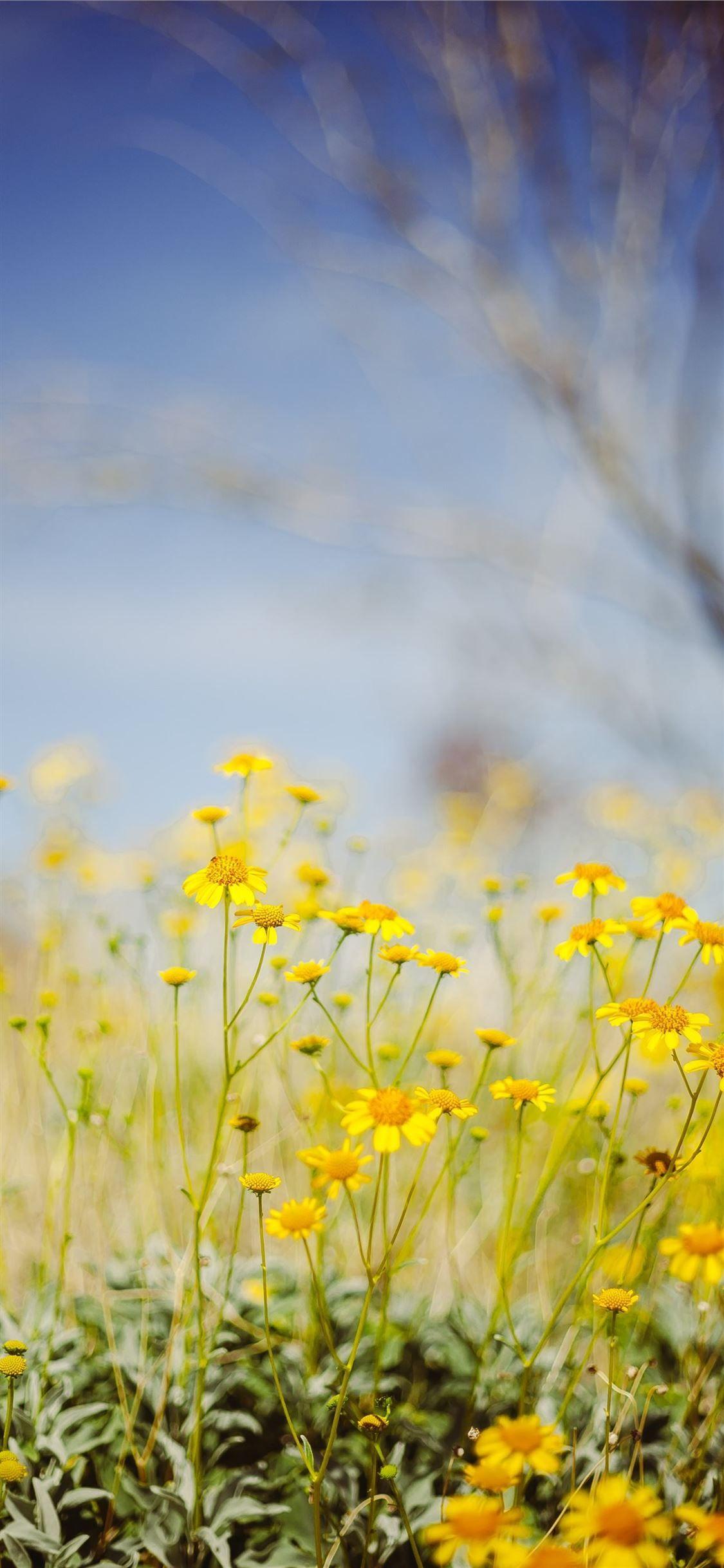 1125x2436 yellow flower field under blue sky during daytime iPhone 11 Wallpaper Free Download