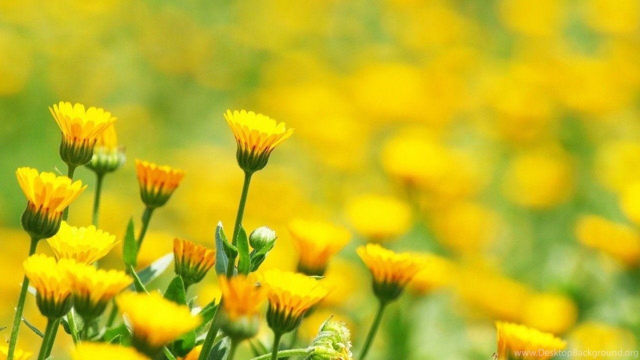 1280x720 Yellow flowers in field wallpaper free download