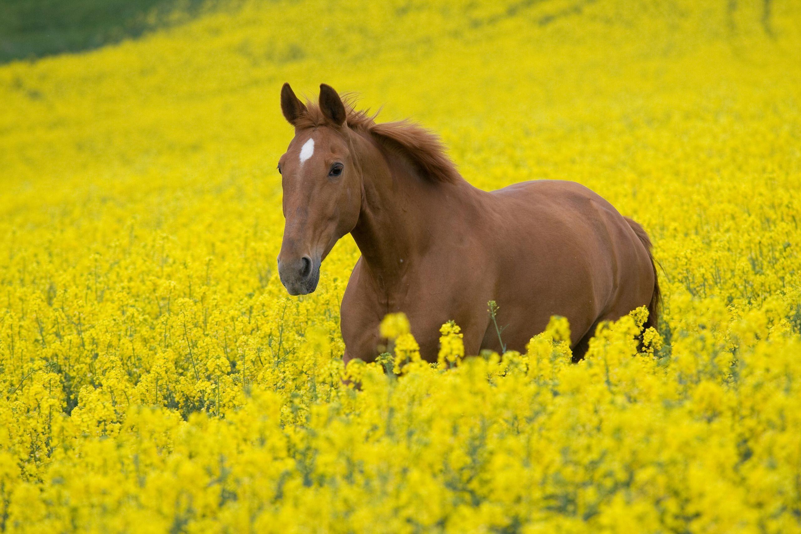 2560x1707 Horse in a field of yellow flowers. Horses, Horse flowers, Horse