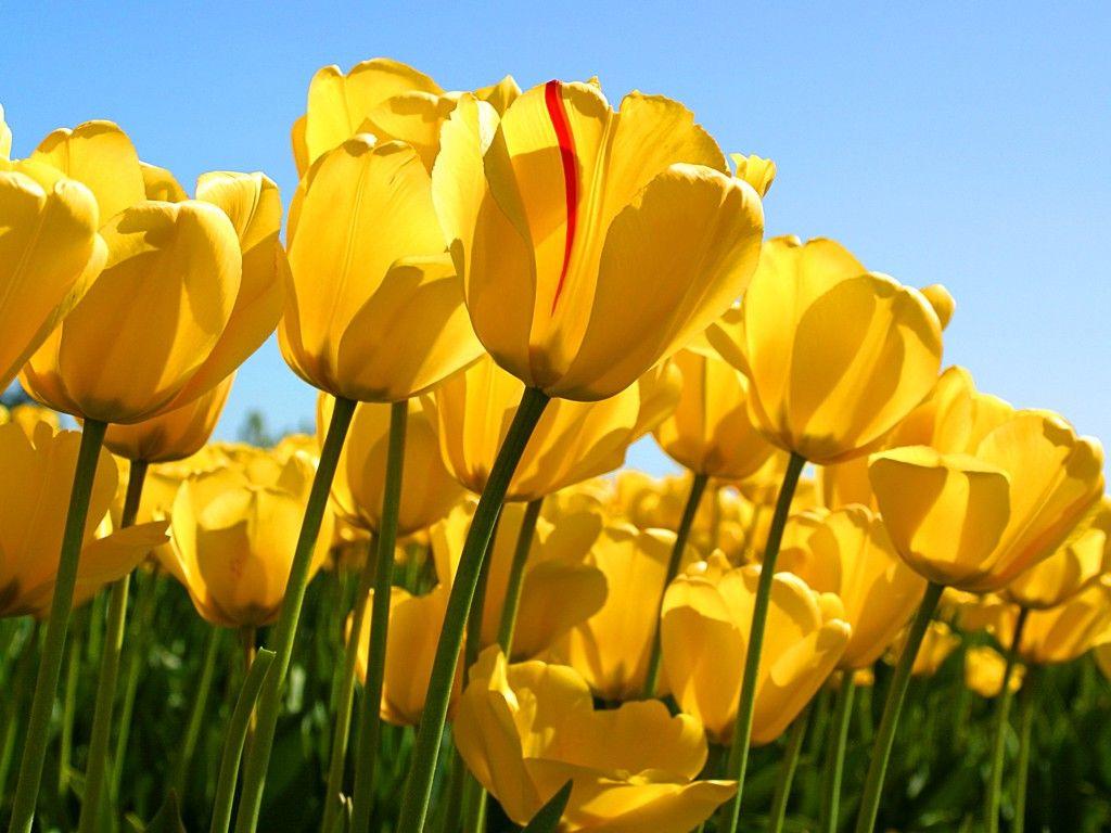 Yellow Flower Field Wallpapers - Top Free Yellow Flower Field ...