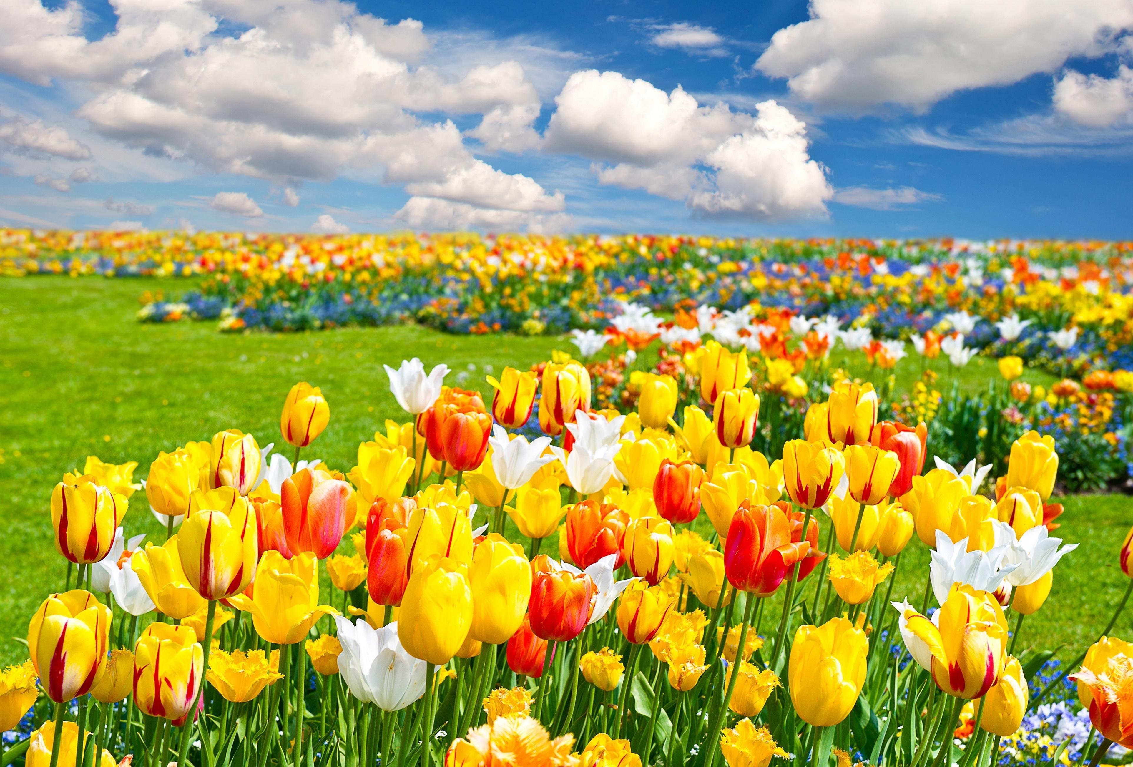 3850x2606 Flower Field Wallpaper