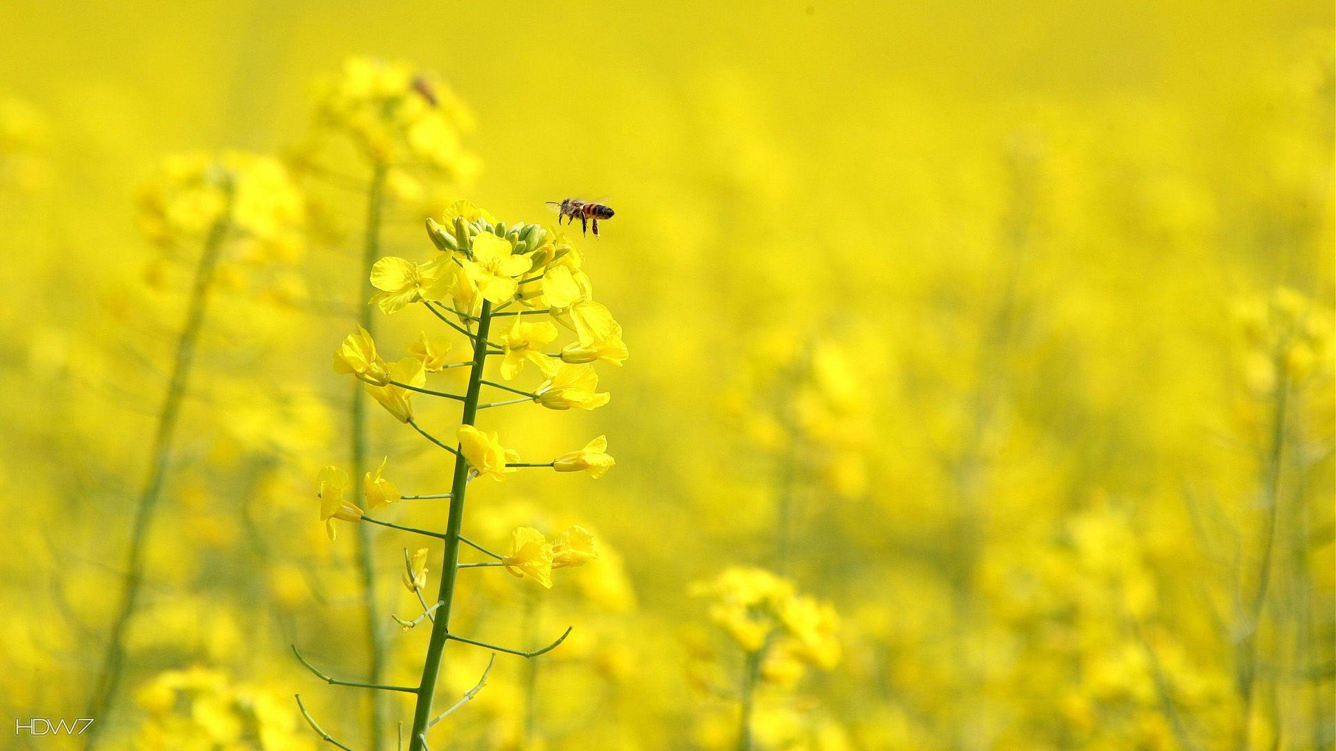 1920x1080 bee on yellow flower field 1920x1080. HD wallpaper gallery