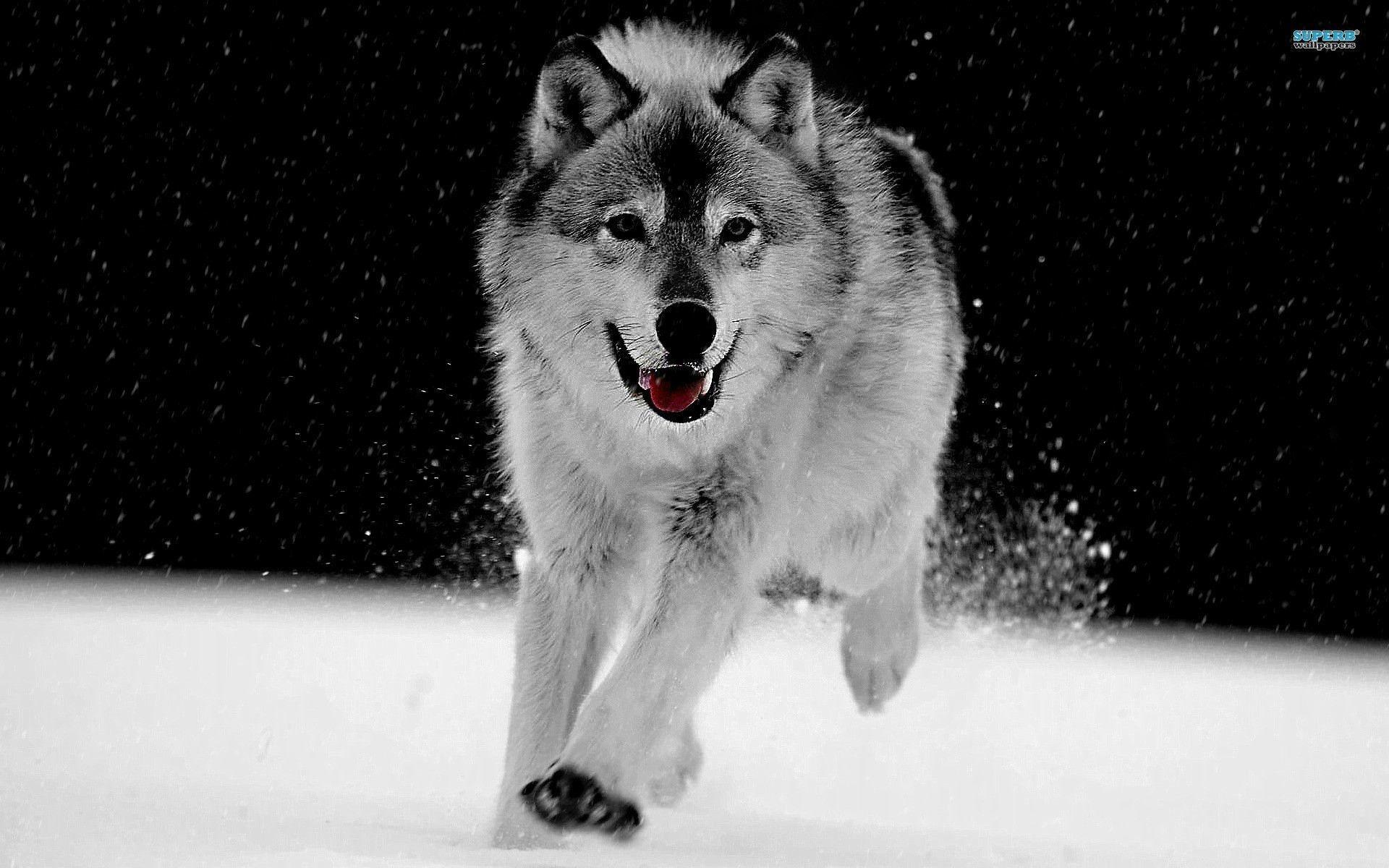 1920x1200 Grey Wolf Wallpaper