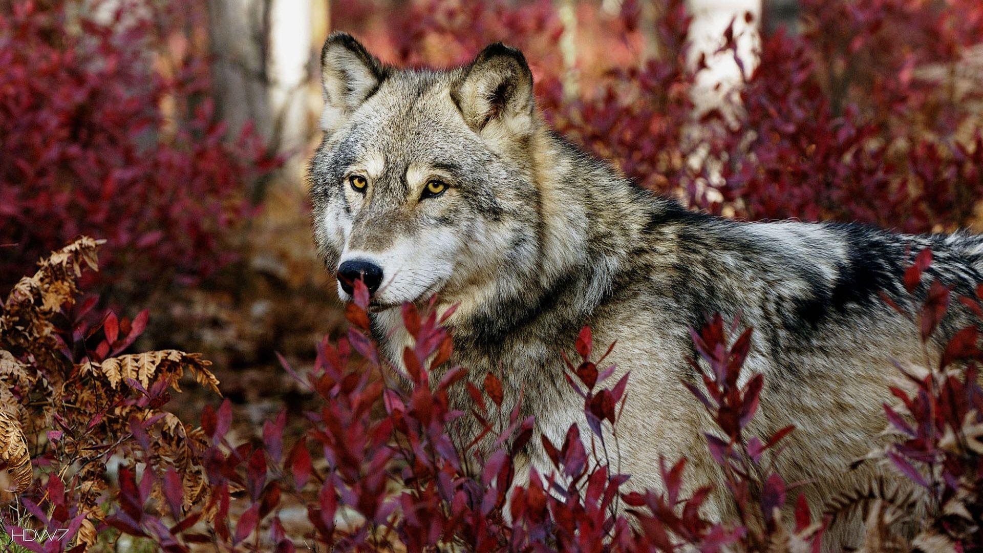 1920x1080 gray wolf 1920x1080. HD wallpaper gallery