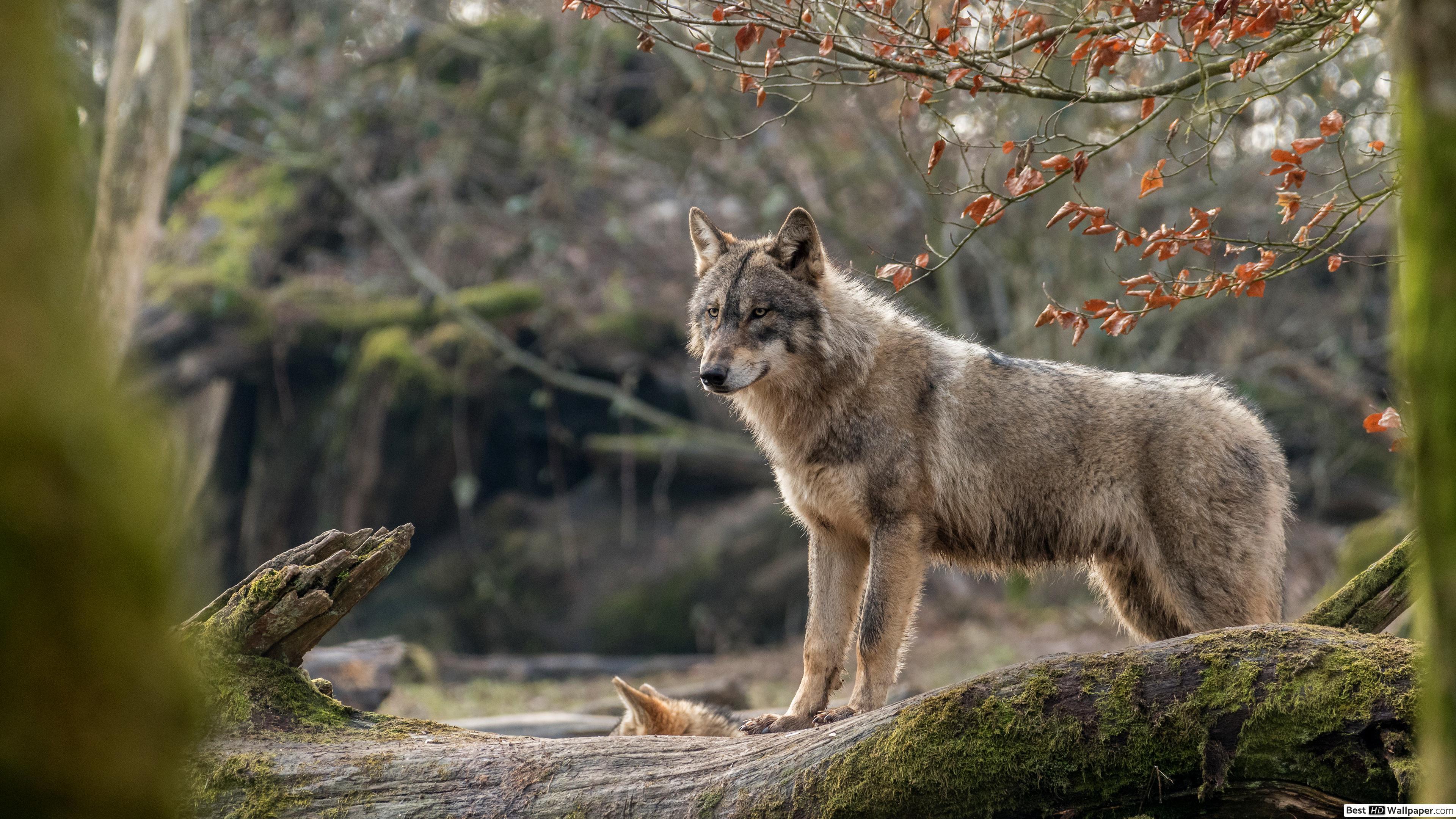 3840x2160 Gray wolf HD wallpaper download