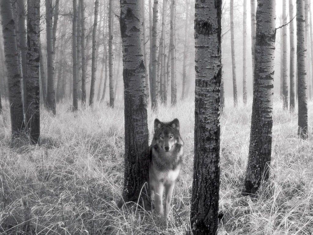 1024x768 Wolf Picture Free Downloads. Download Gray Wolf Wallpaper:Gray