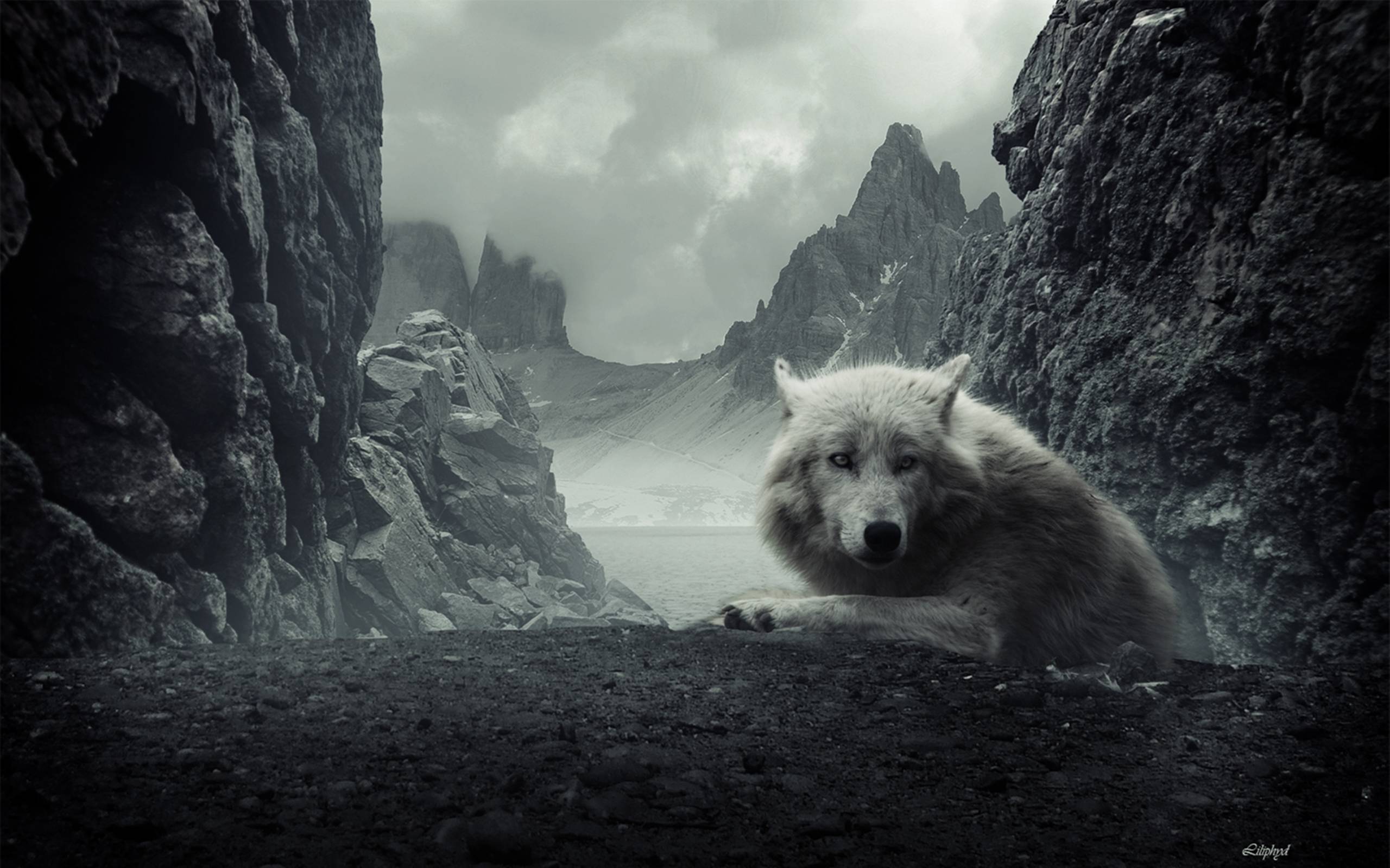 2560x1600 Gray Wolf Wallpaper HD