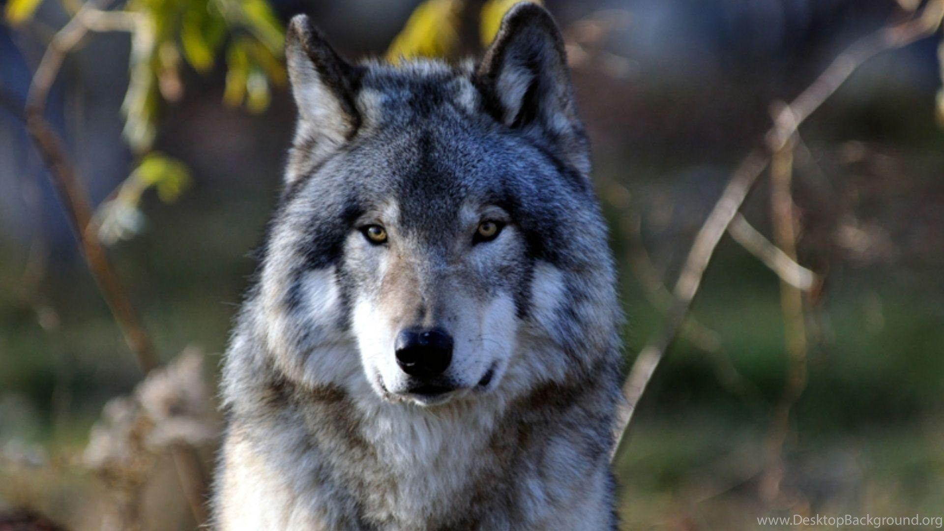 1920x1080 Gray Wolf Wallpaper Desktop Background