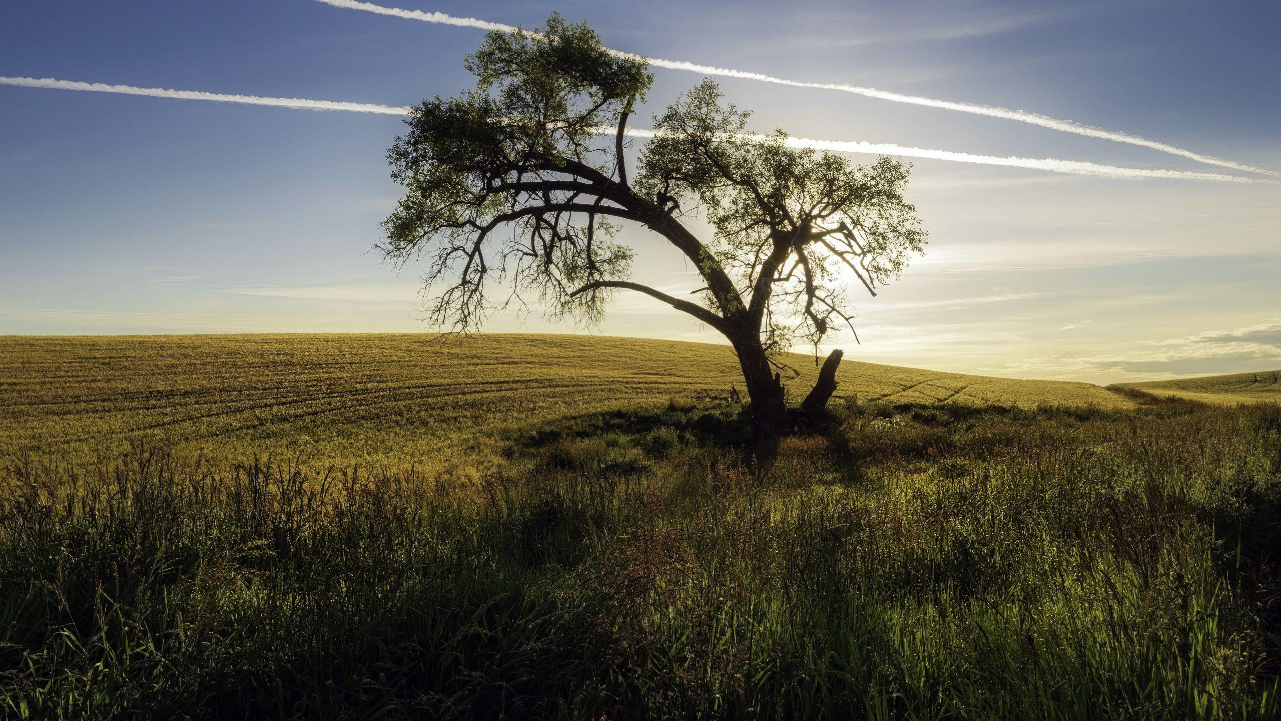 2560x1440 Early Morning Field HD wallpaper