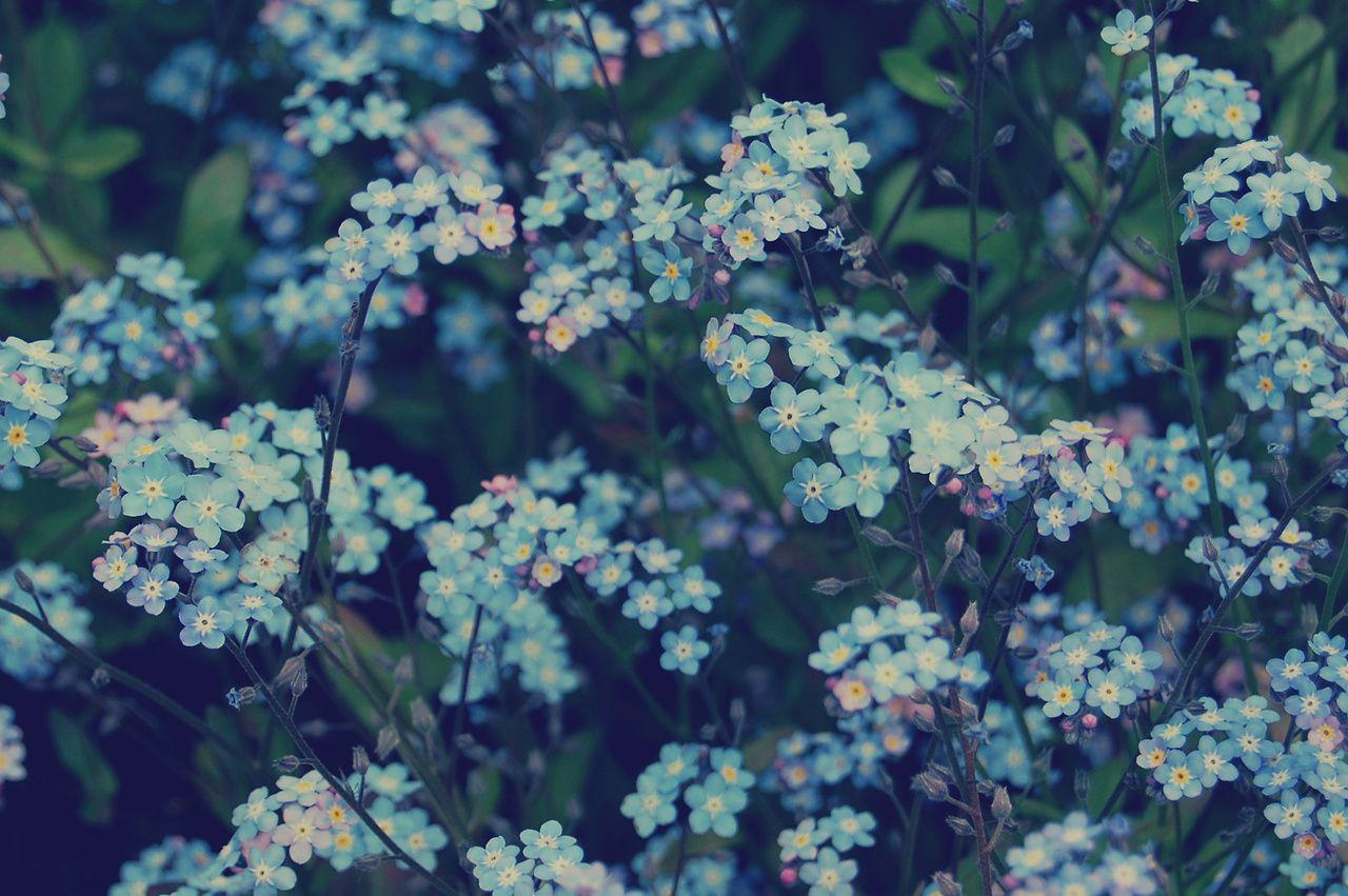 1280x851 eletragesi: Blue Flowers Tumblr Background Image