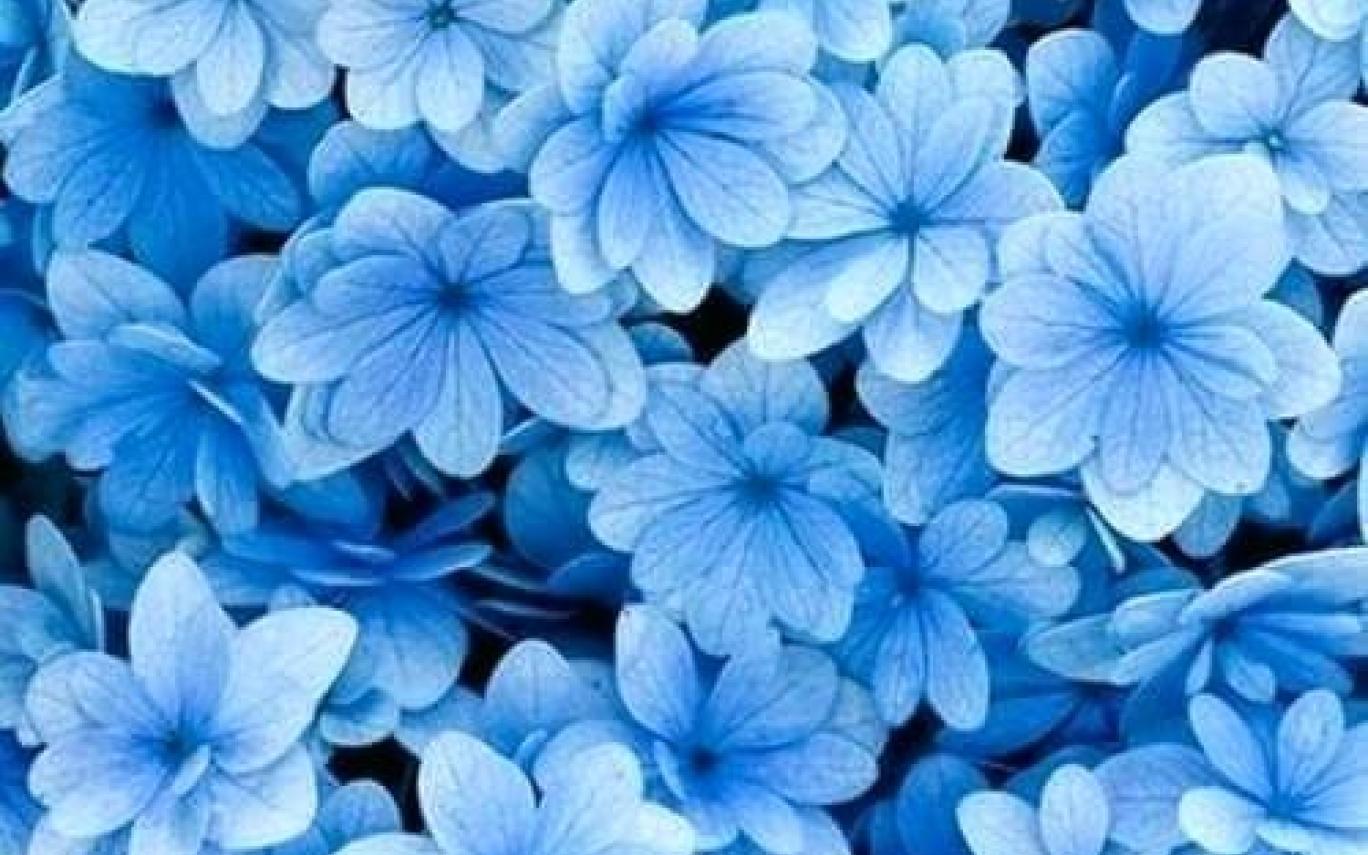 Blue Flowers Aesthetic Wallpapers Top Free Blue Flowers Aesthetic