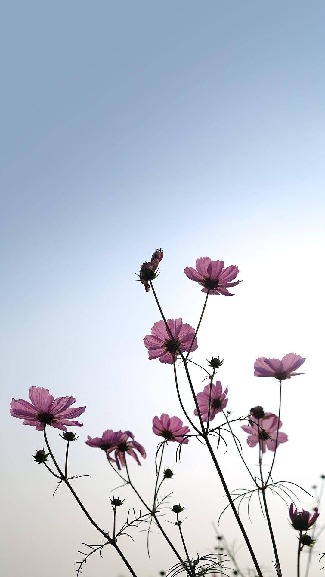 1080x1920 Zendha: Aesthetic Floral Wallpaper Tumblr