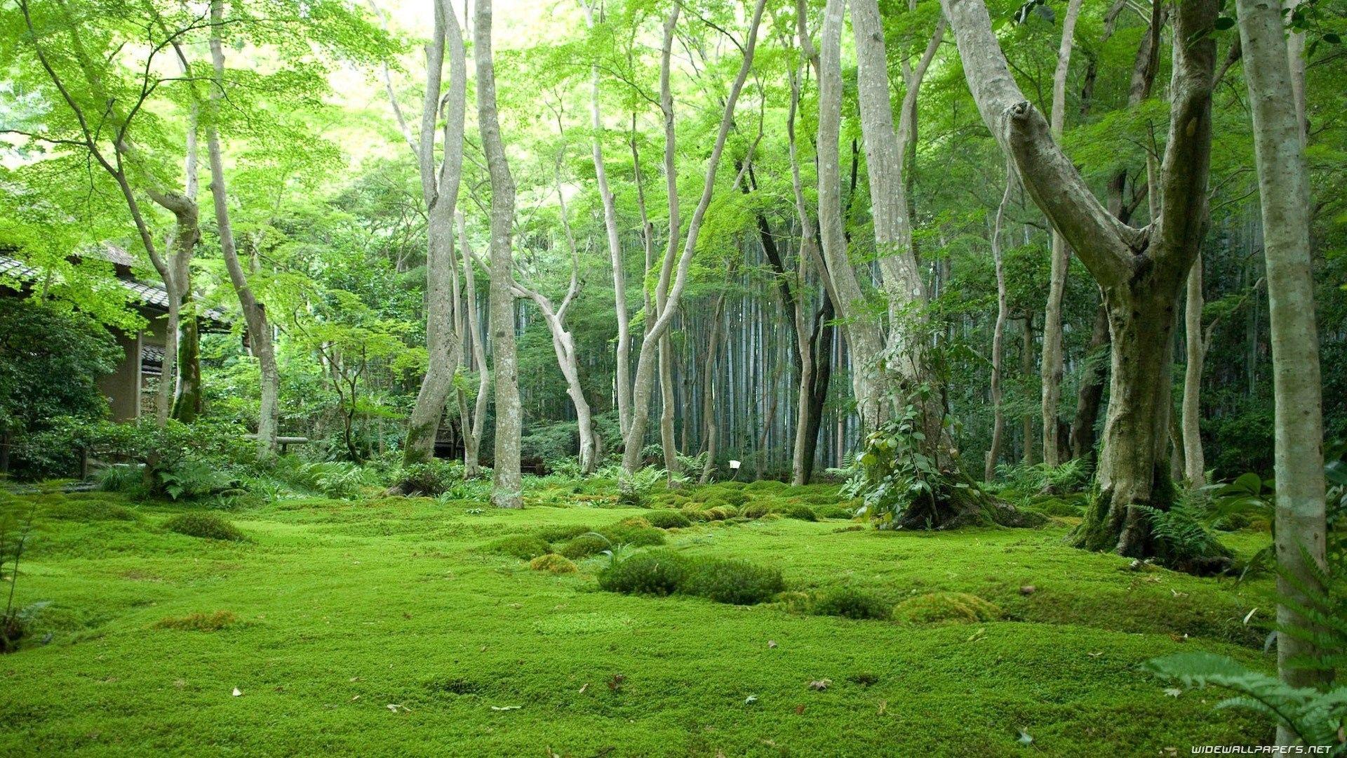1920x1080 Trees: Trees Forests Best Nature Wallpaper HD Free Download for HD