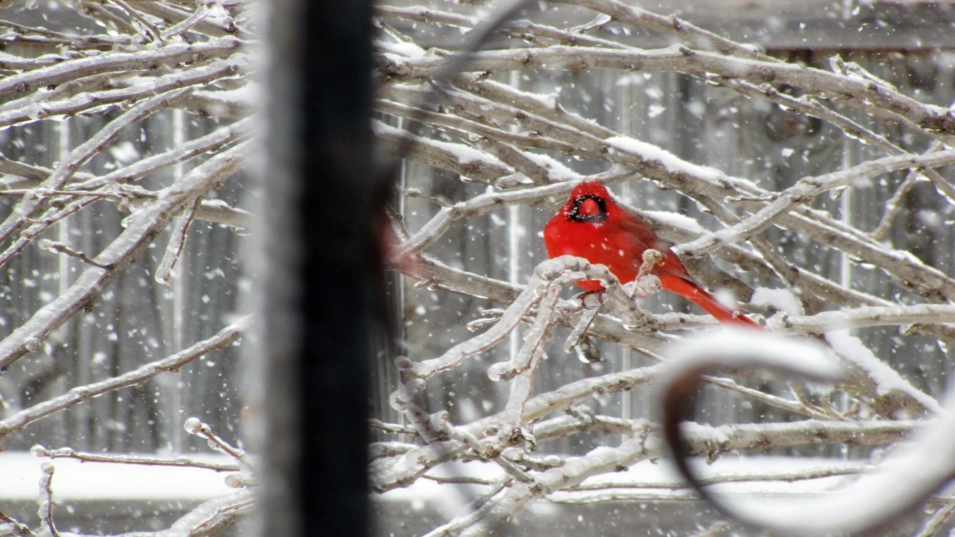 1920x1080 Winter Cardinals Wallpaper