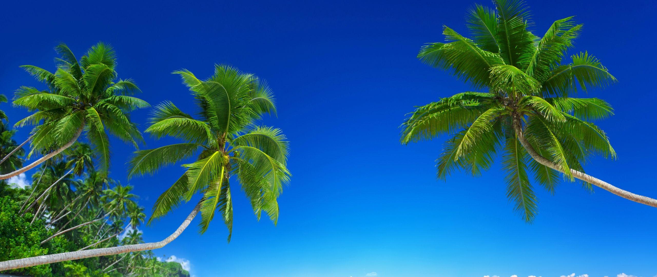 2560x1080 Download tropical beach, 5k, 4k wallpaper, 8k, paradise, palms