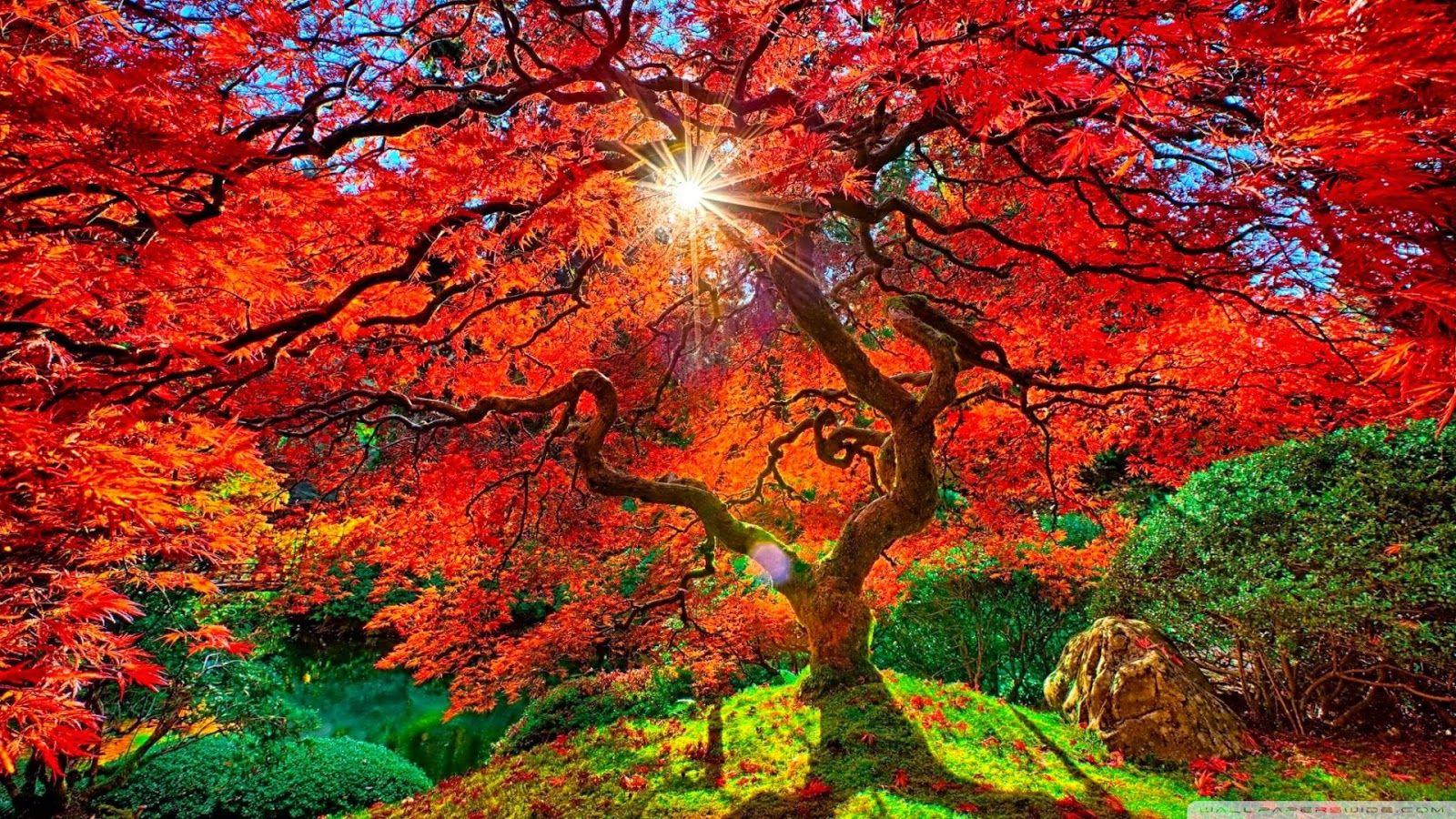 1600x900 Best Wallpaper