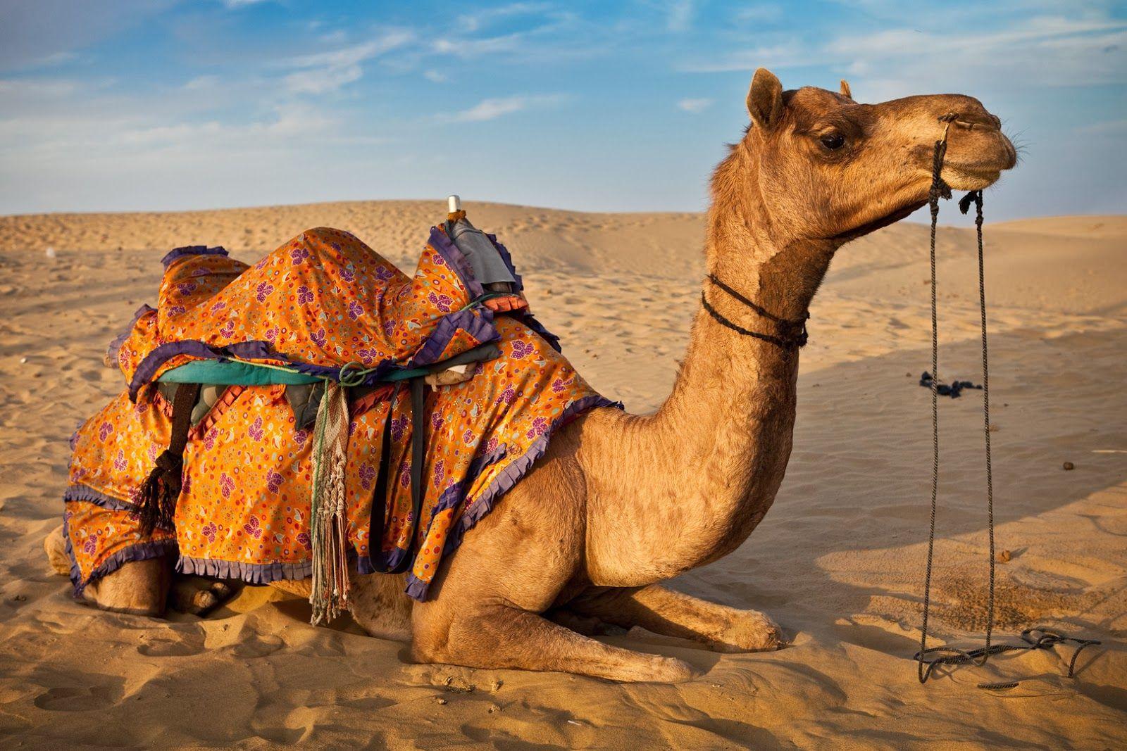 1600x1067 Camel Wallpaper