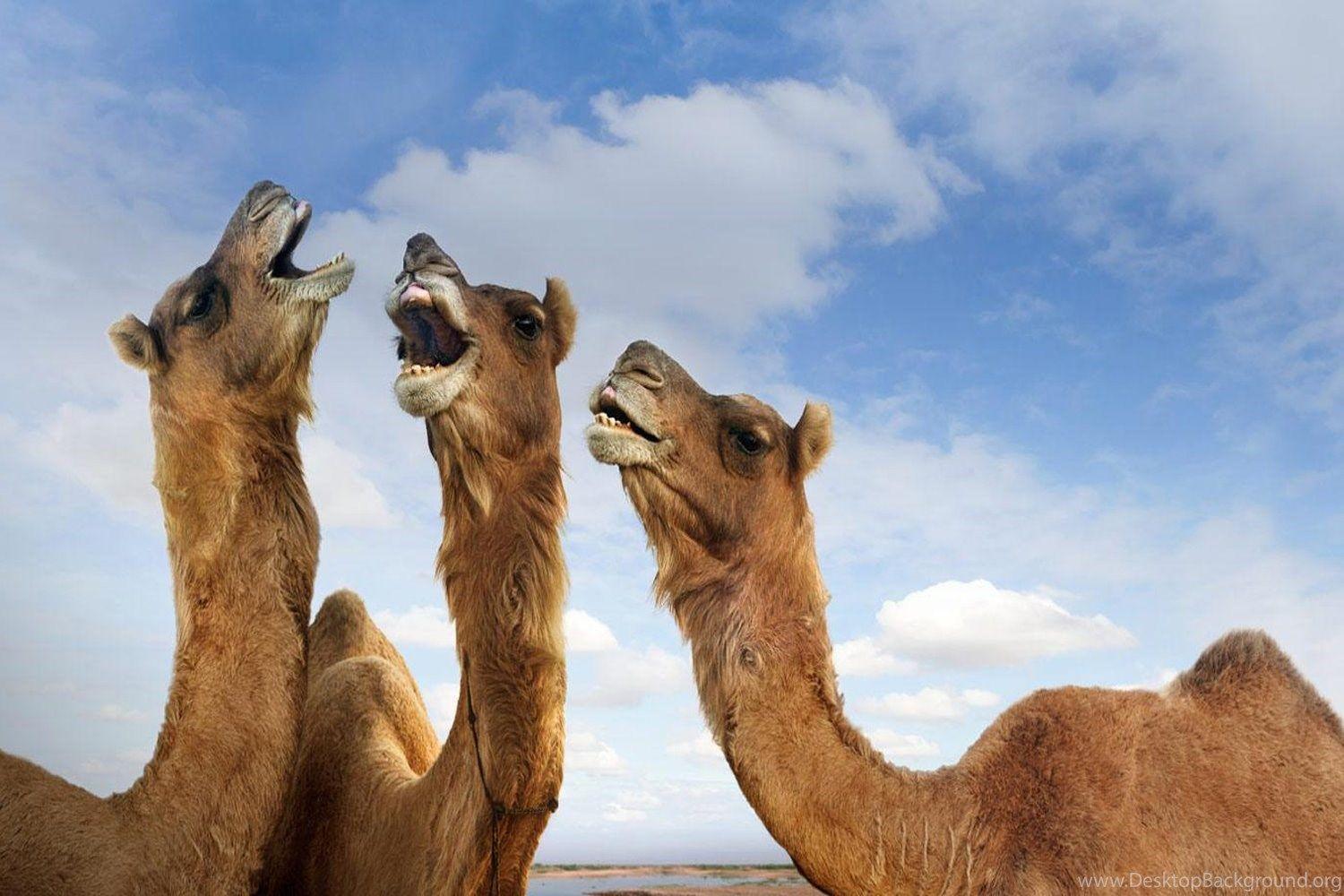 1500x1000 Three Camel In Rajasthan India HD Free Desktop Wallpaper Free HD