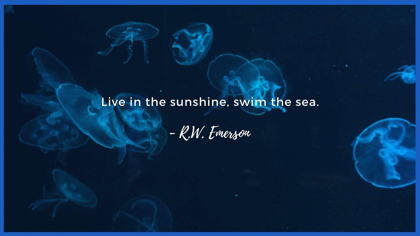 Hình nền máy tính để bàn hình con sứa đơn giản màu xanh đậm 1600x900 https://wallpaperaccess.com/full/3215096.jpg