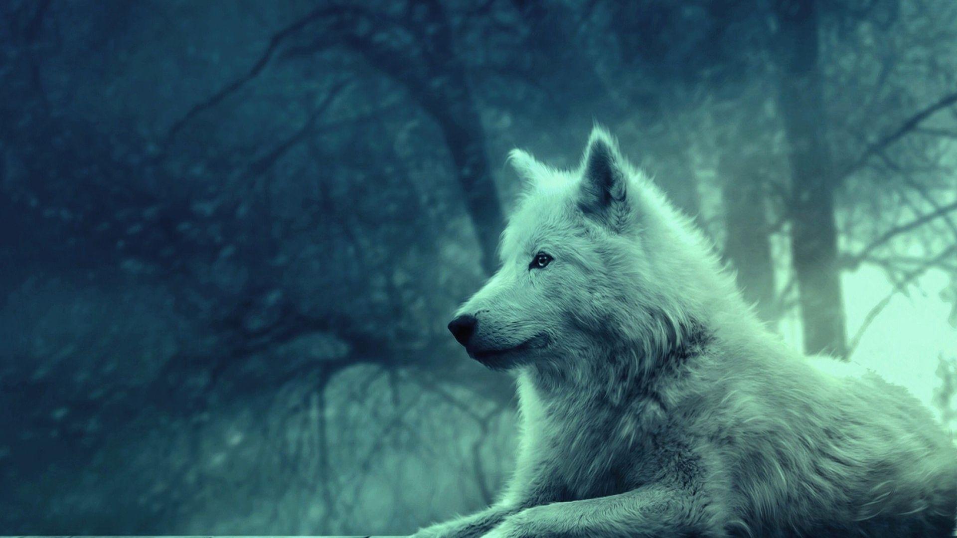 1920x1080 Elegant Wolf Wallpaper. Best Wallpaper Collection
