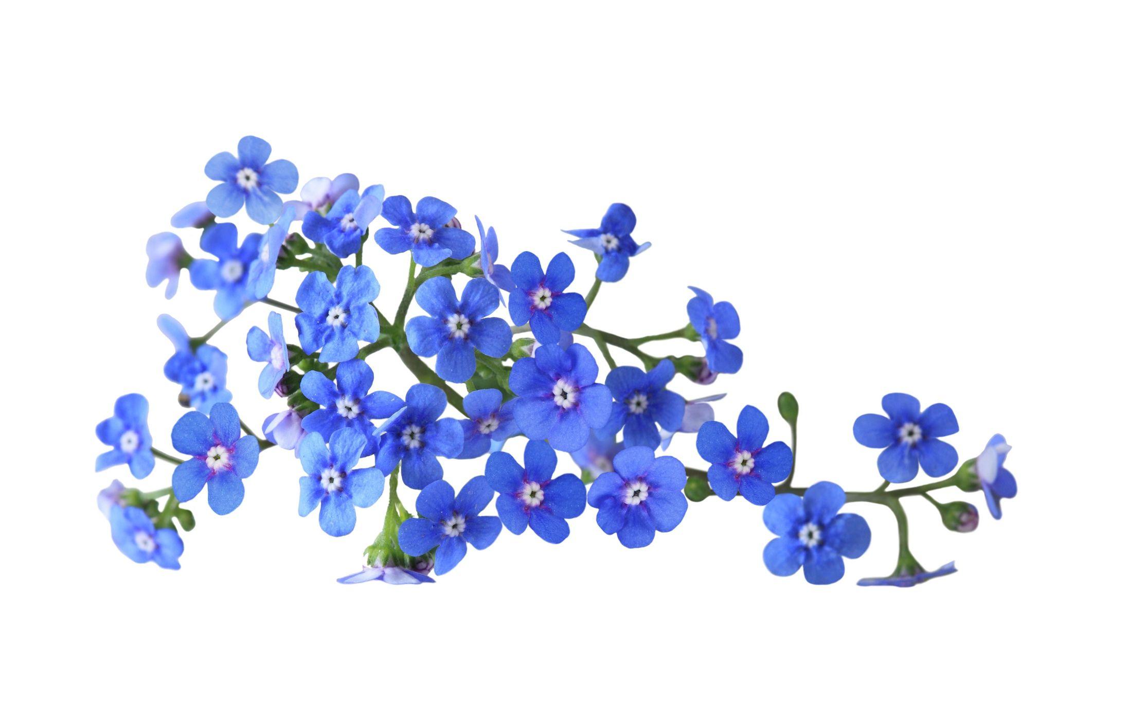 2193x1367 Forget Me Not Wallpaper. Forget Me Not