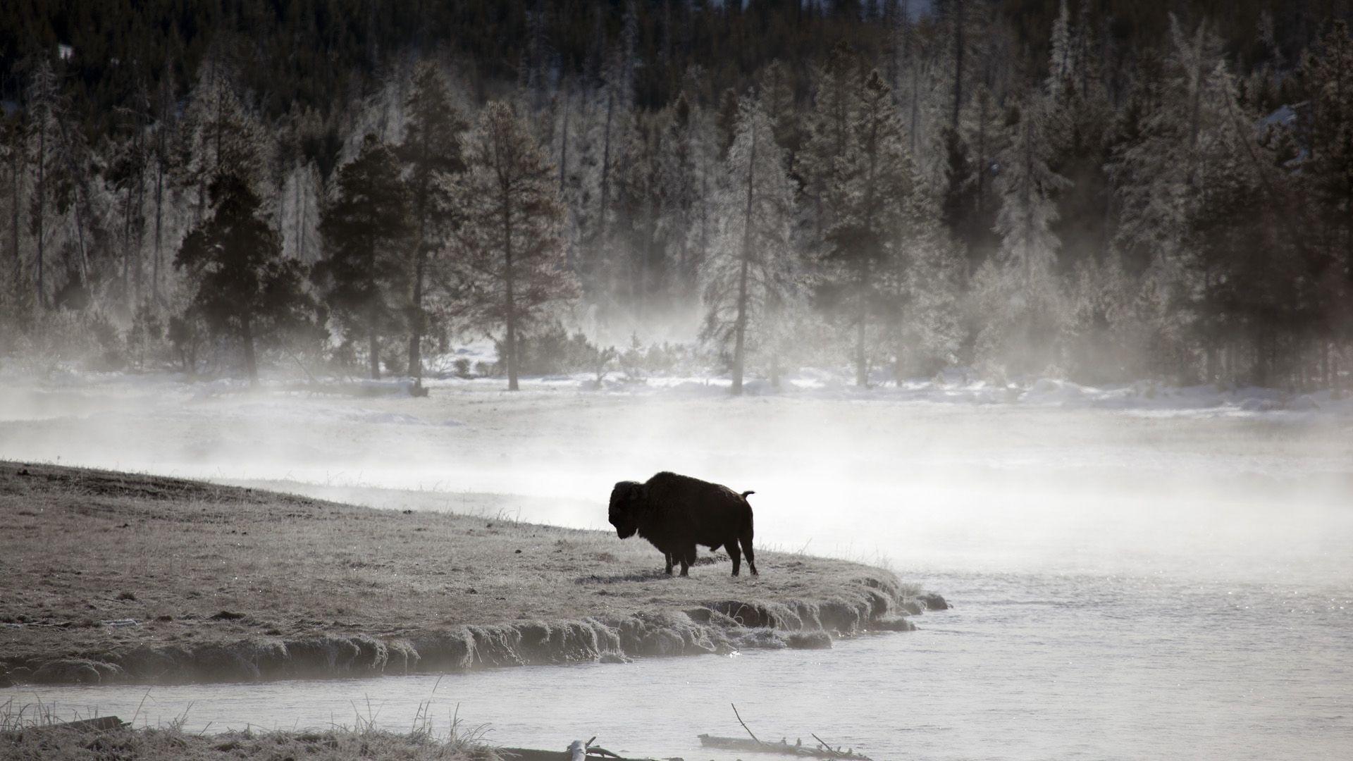 1920x1080 Buffalo Background Full HD. Corgi wallpaper, Animal wallpaper