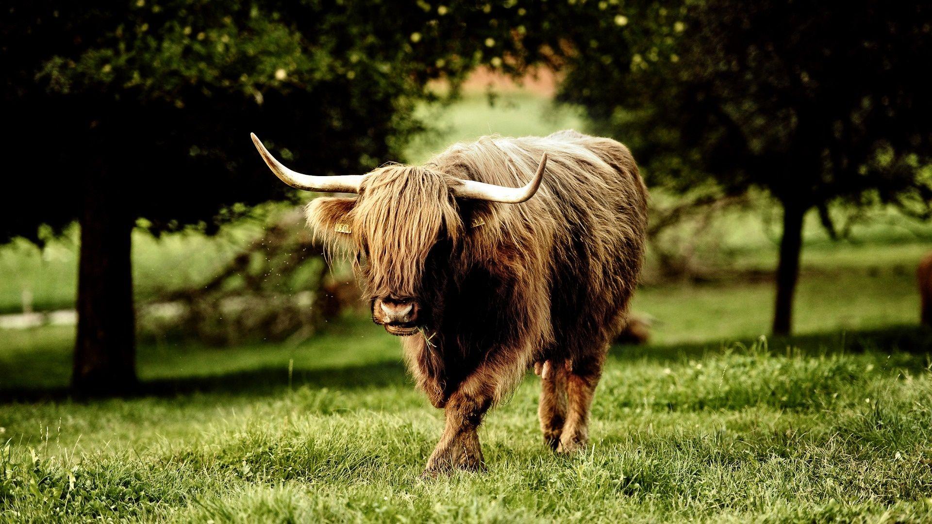 1920x1080 Free download Animal Buffalo Wallpaper [1920x1080]