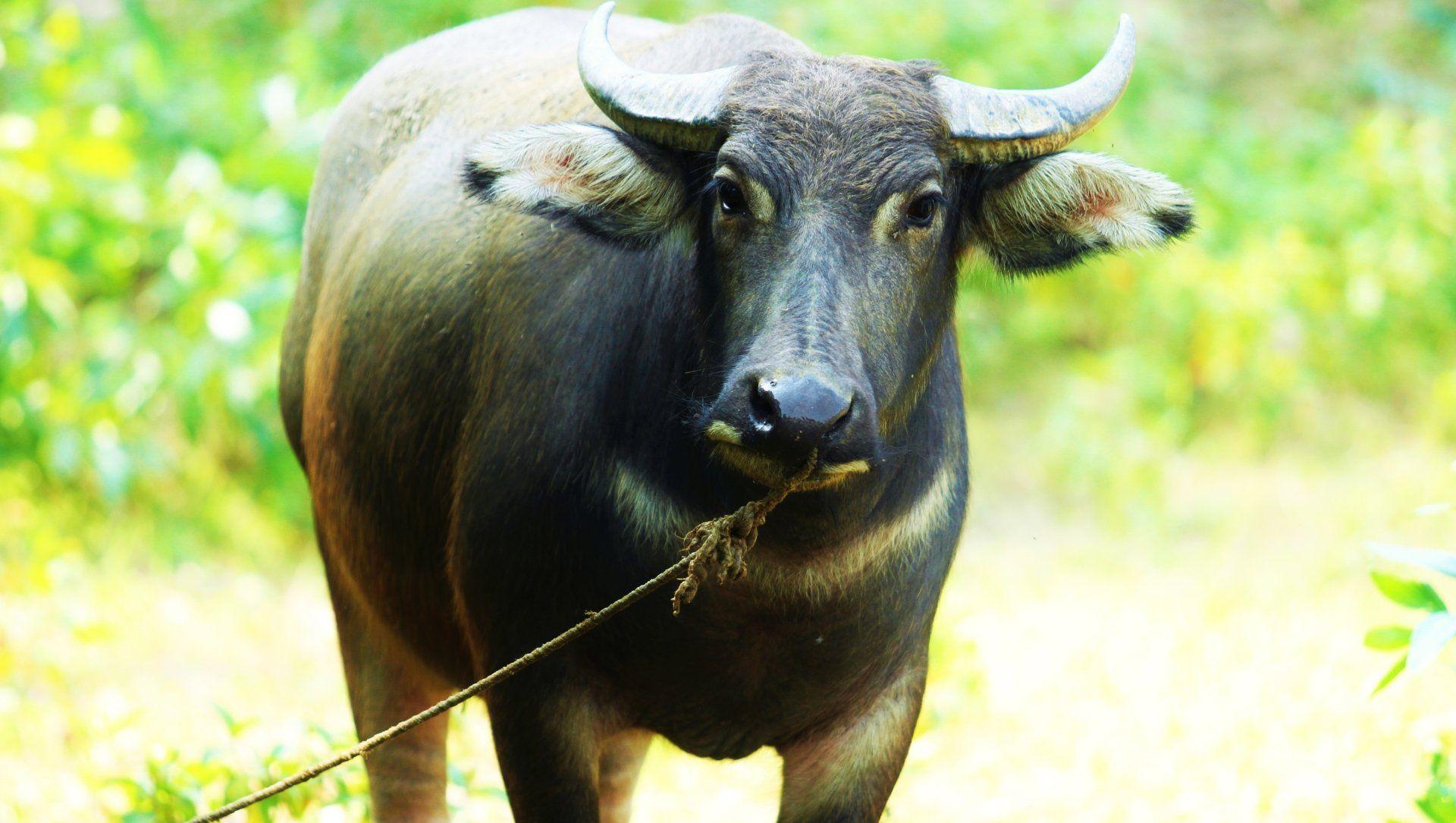 1920x1085 Buffalo HD Wallpaper and Background Image