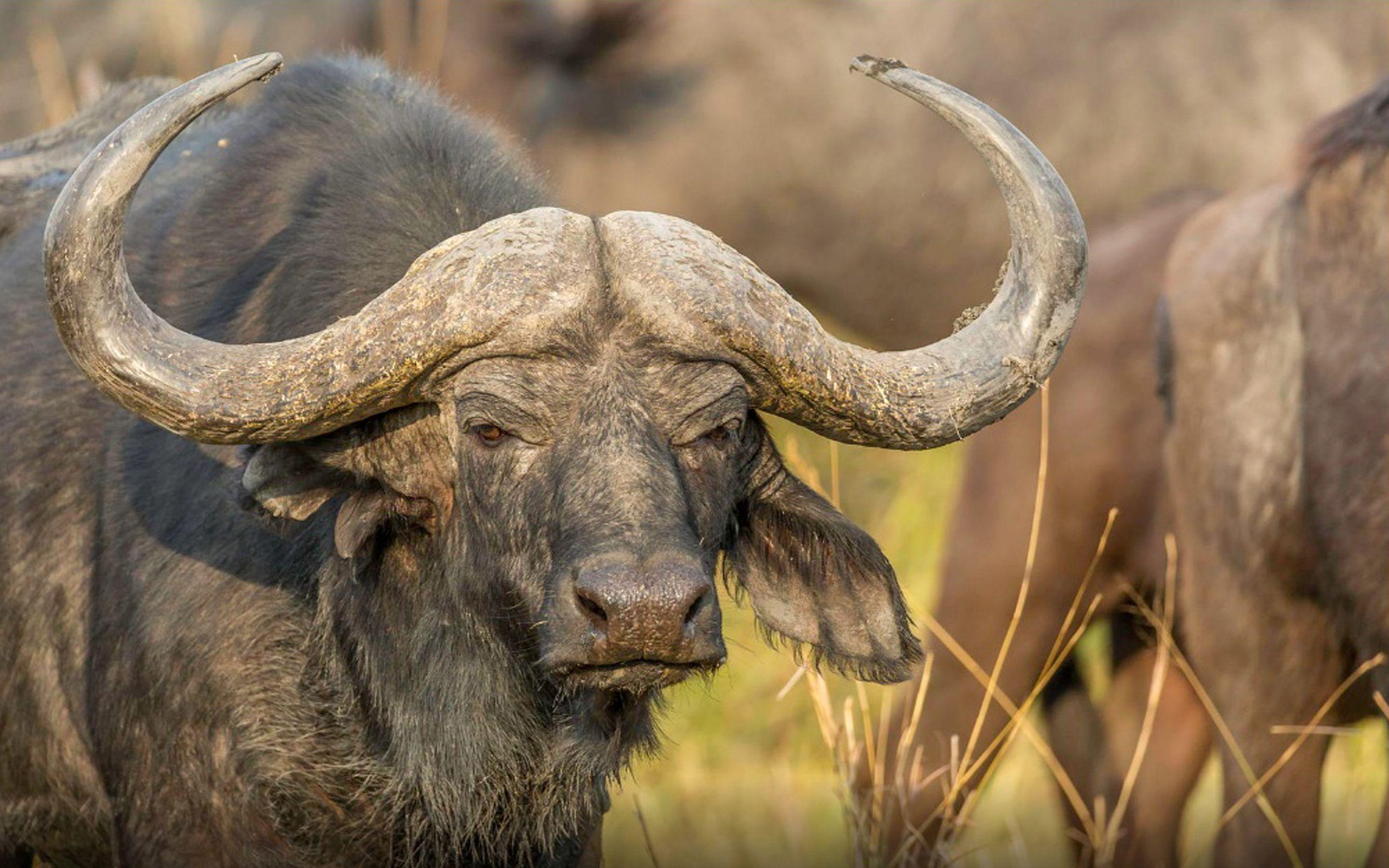 2880x1800 African Buffalo HD Desktop Wallpaper 2880h1800 :