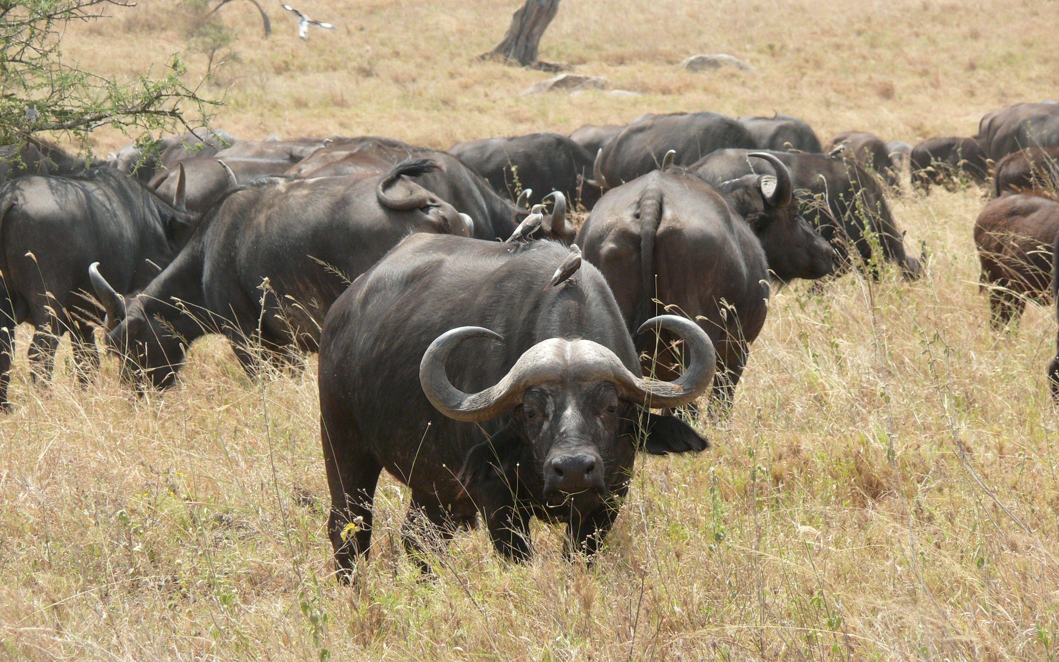 3600x2250 African Buffalo HD Wallpaper