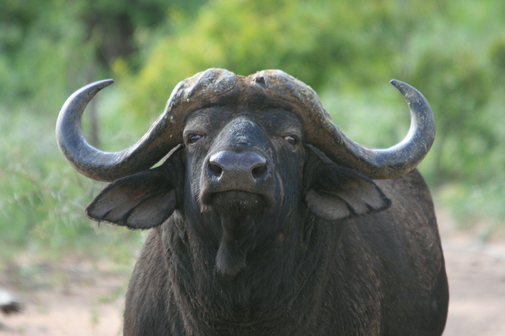 Дикий бык индии 4. Кафрский буйвол. Азиатский буйвол Рогач. Буффало бык. Африканский бык Буффало.