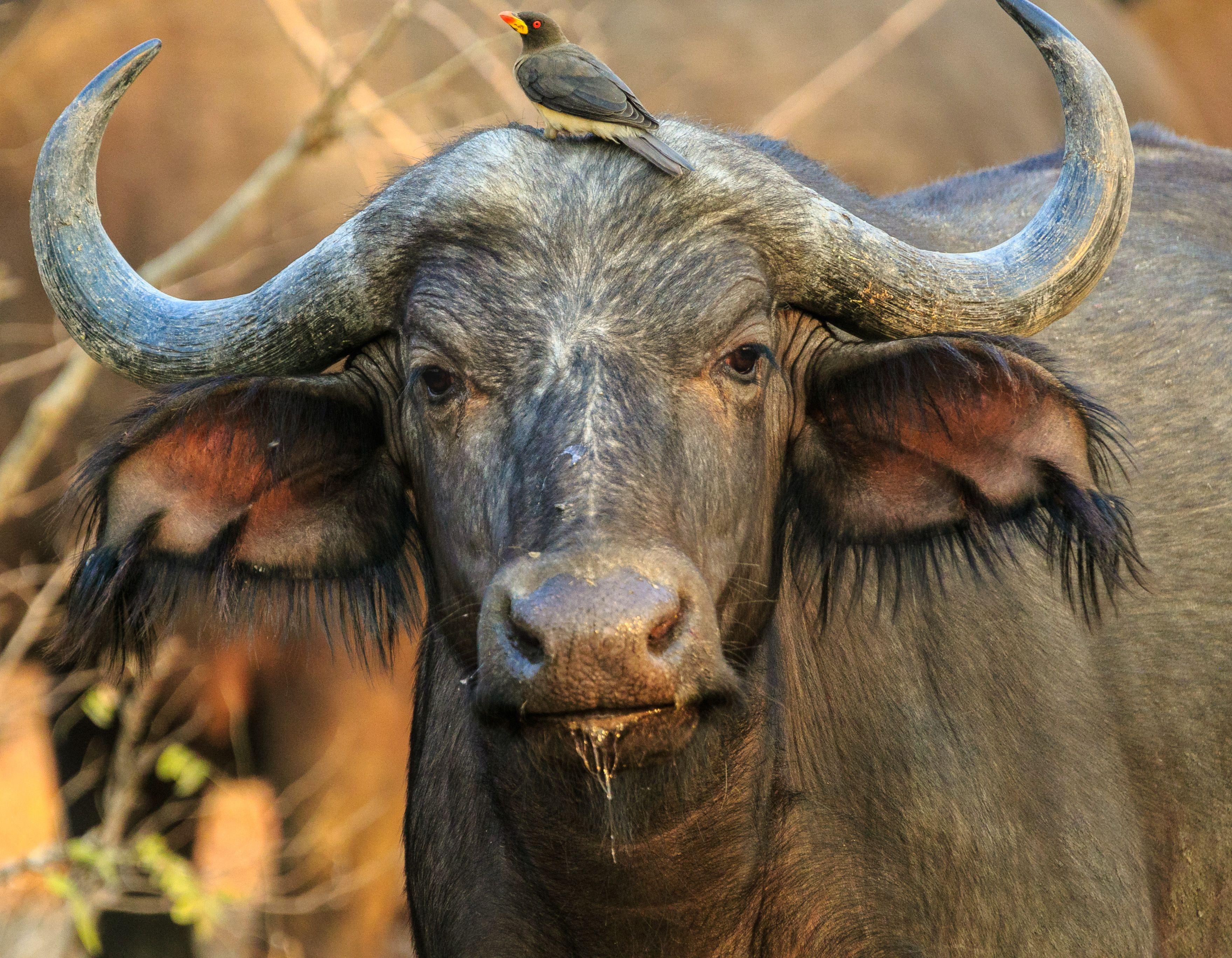 3518x2736 Close Up Photography Of Buffalo Wallpaper