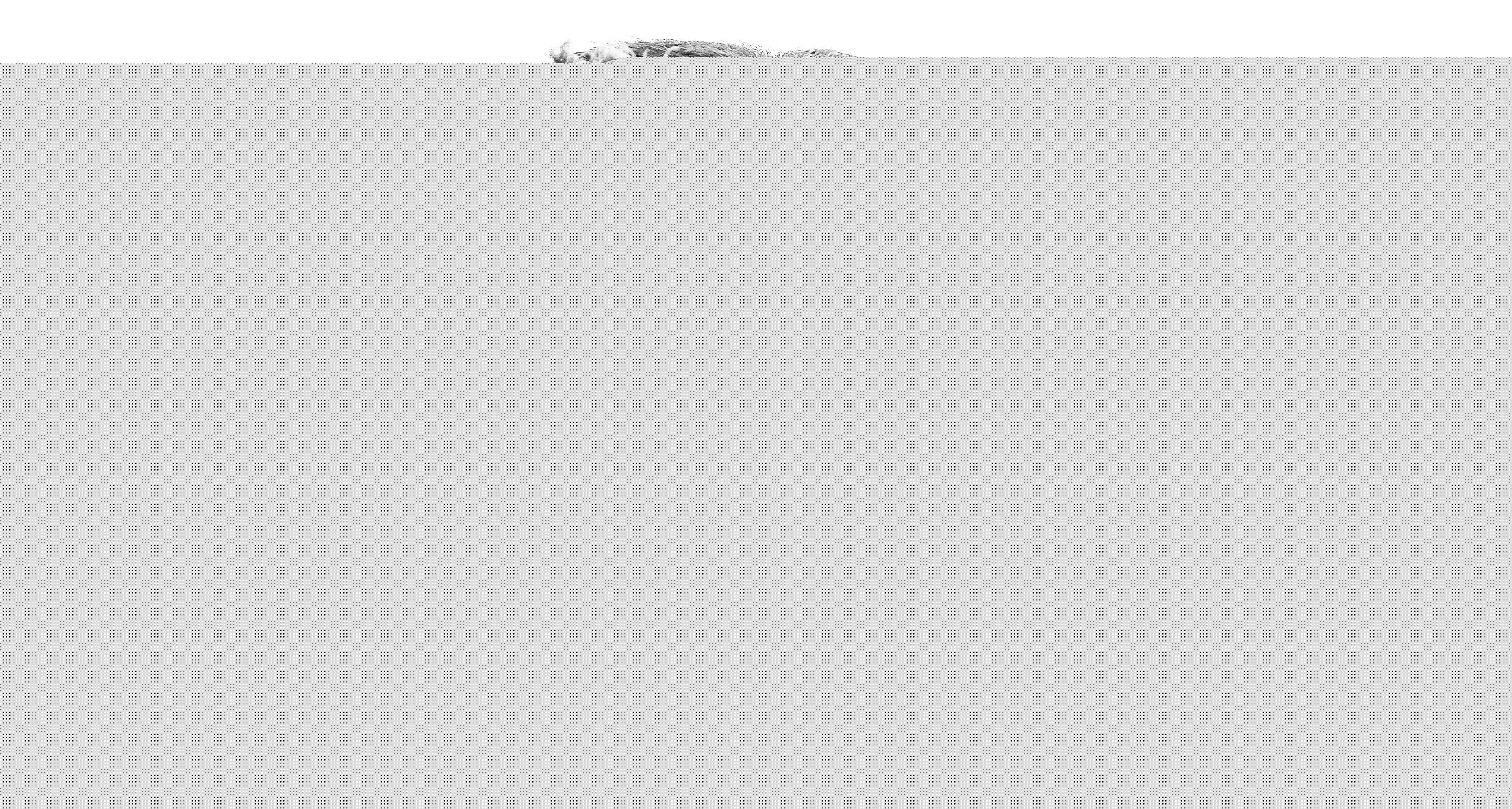 3840x2054 buffalo background HD (2019)