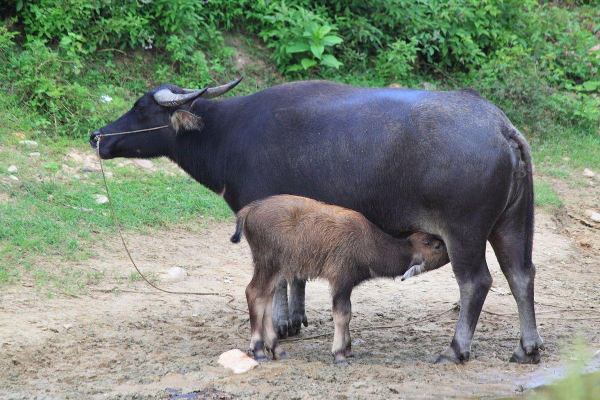 1200x800 Water Buffalo wallpaper, Animal, HQ Water Buffalo pictureK