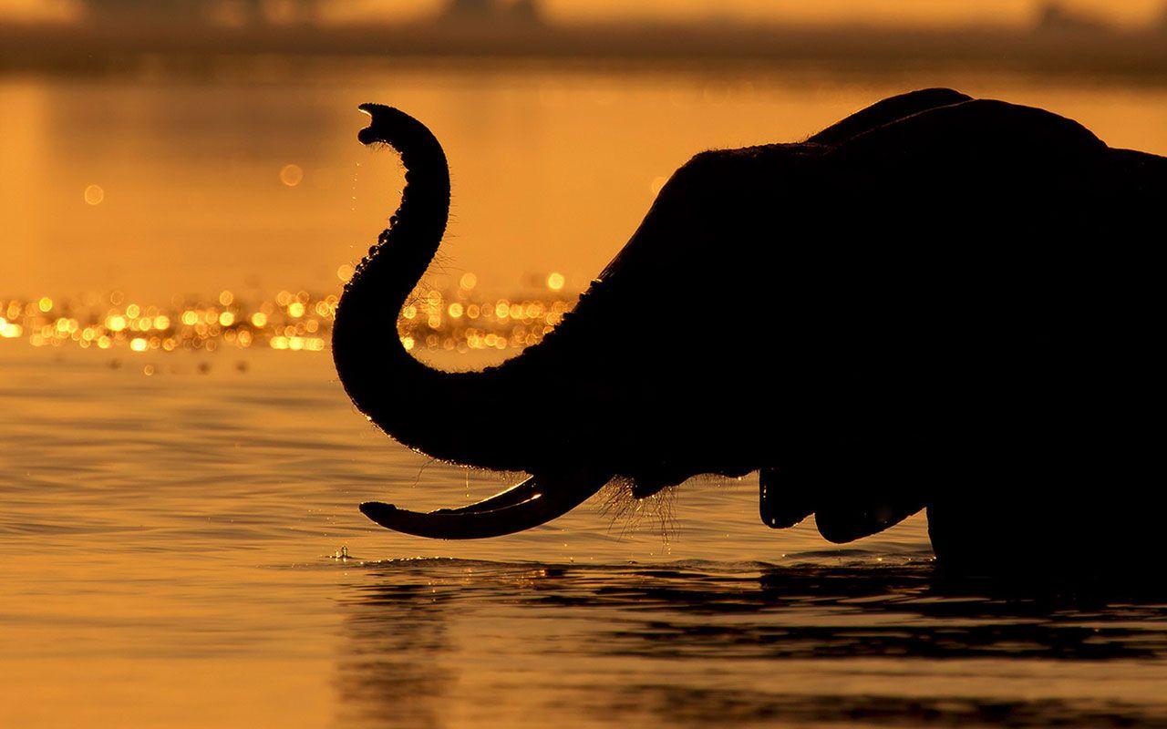 1280x800 Best Wildlife Photography To Get Inspire