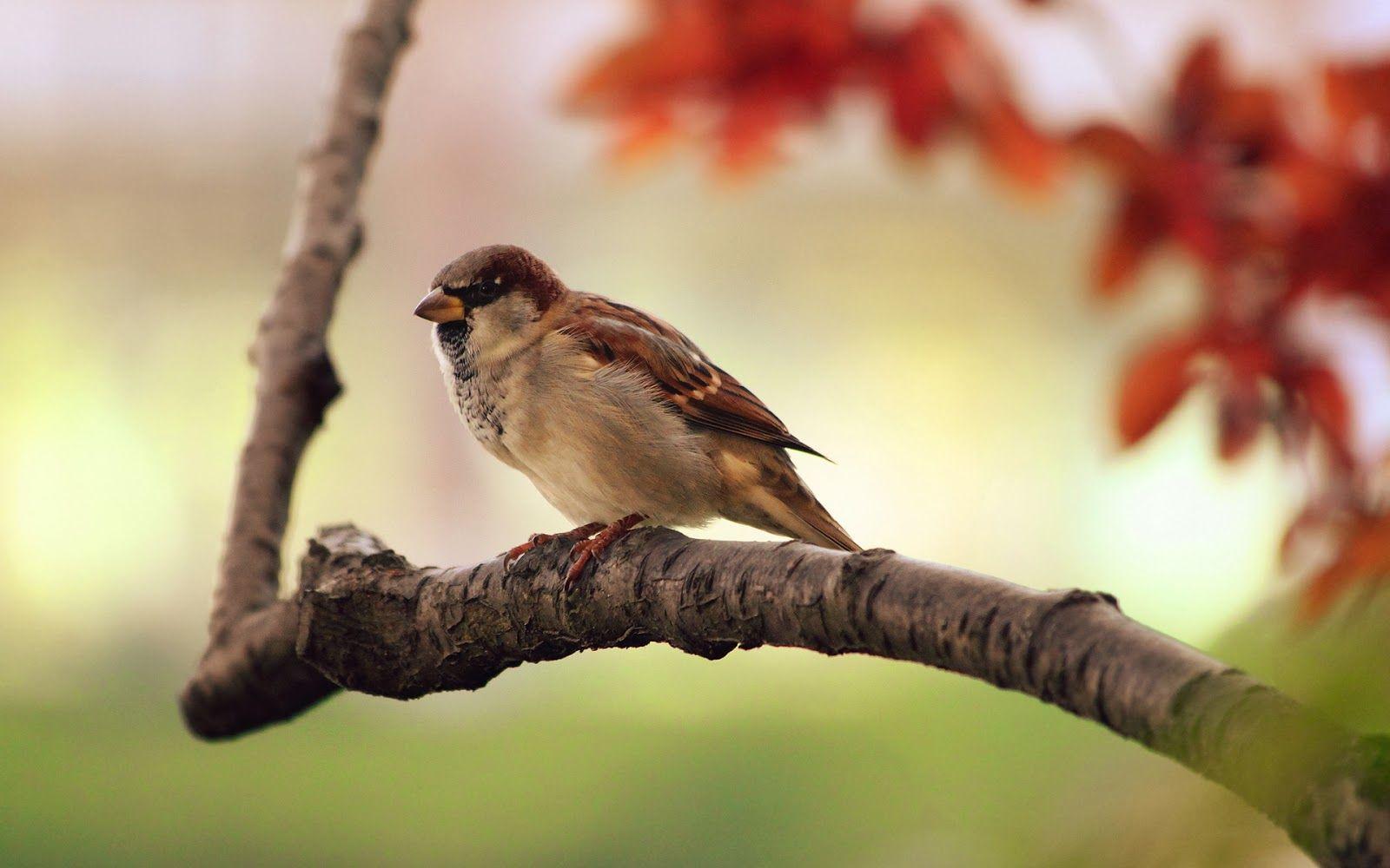1600x1000 Sparrow On Tree Branch Bokeh Wildlife Photography Desktop Wallpaper