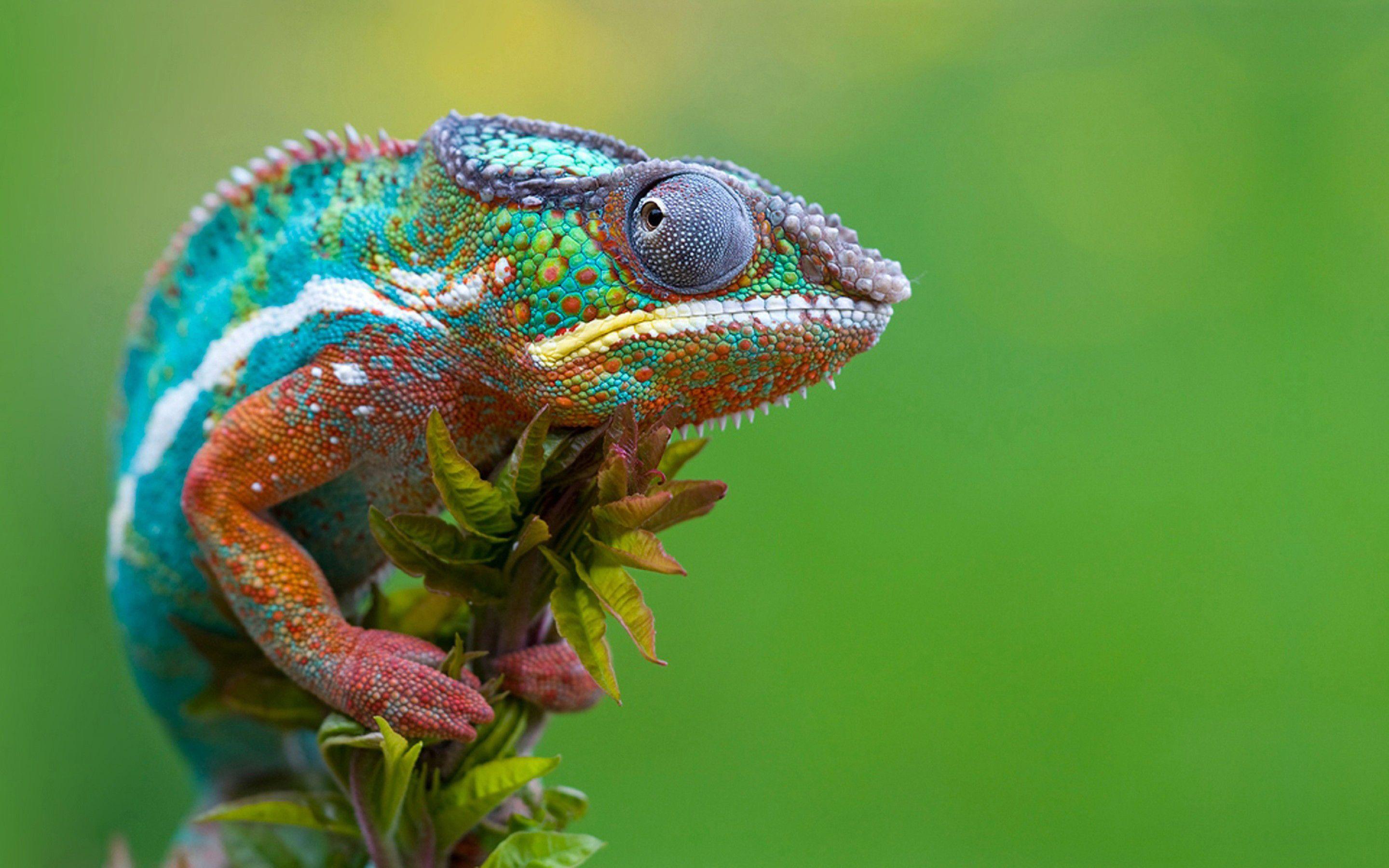 2880x1800 Wildlife Wallpaper