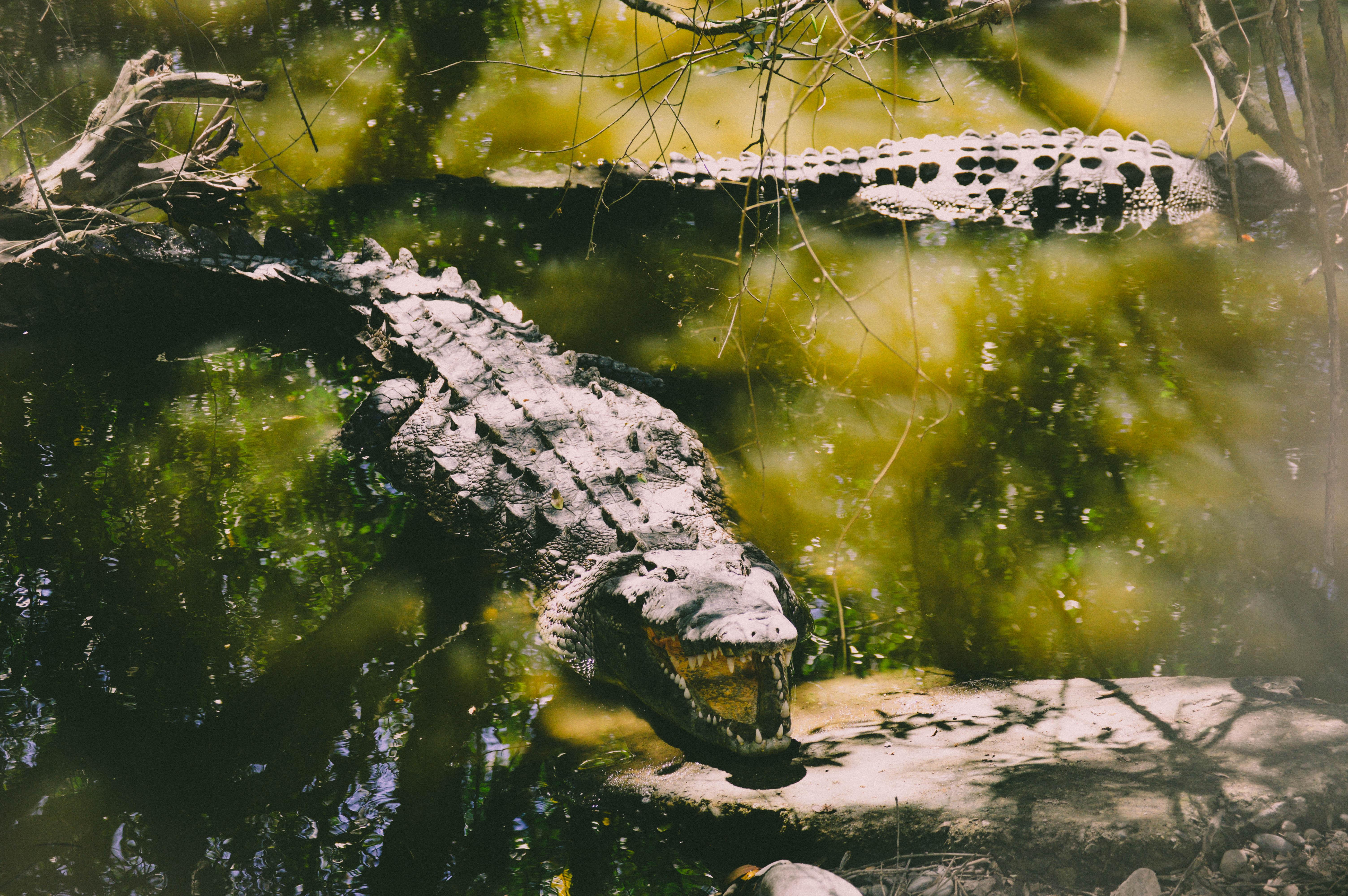 6016x4000 Wildlife Photography of Two Crocodiles wallpaper