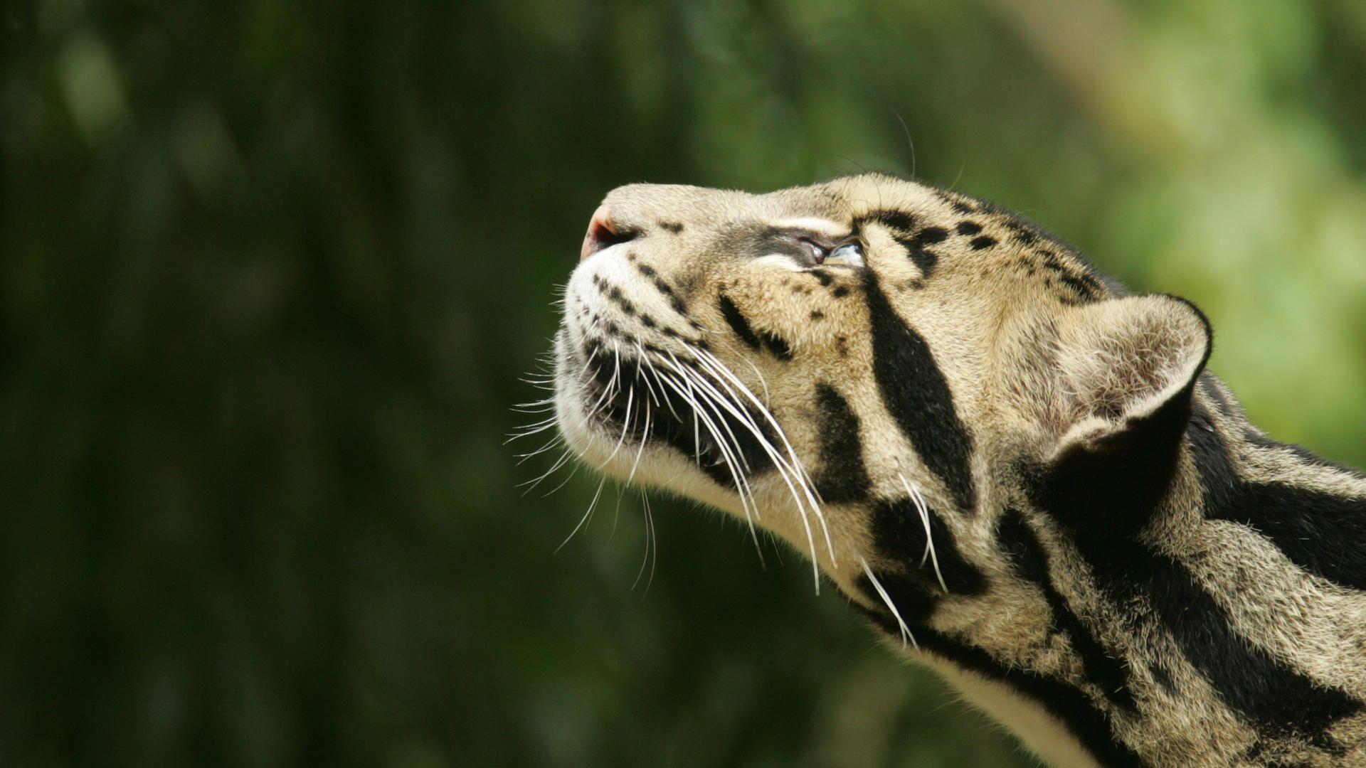 1920x1080 Wildlife Wallpaper. HD Background Image. Photo. Picture