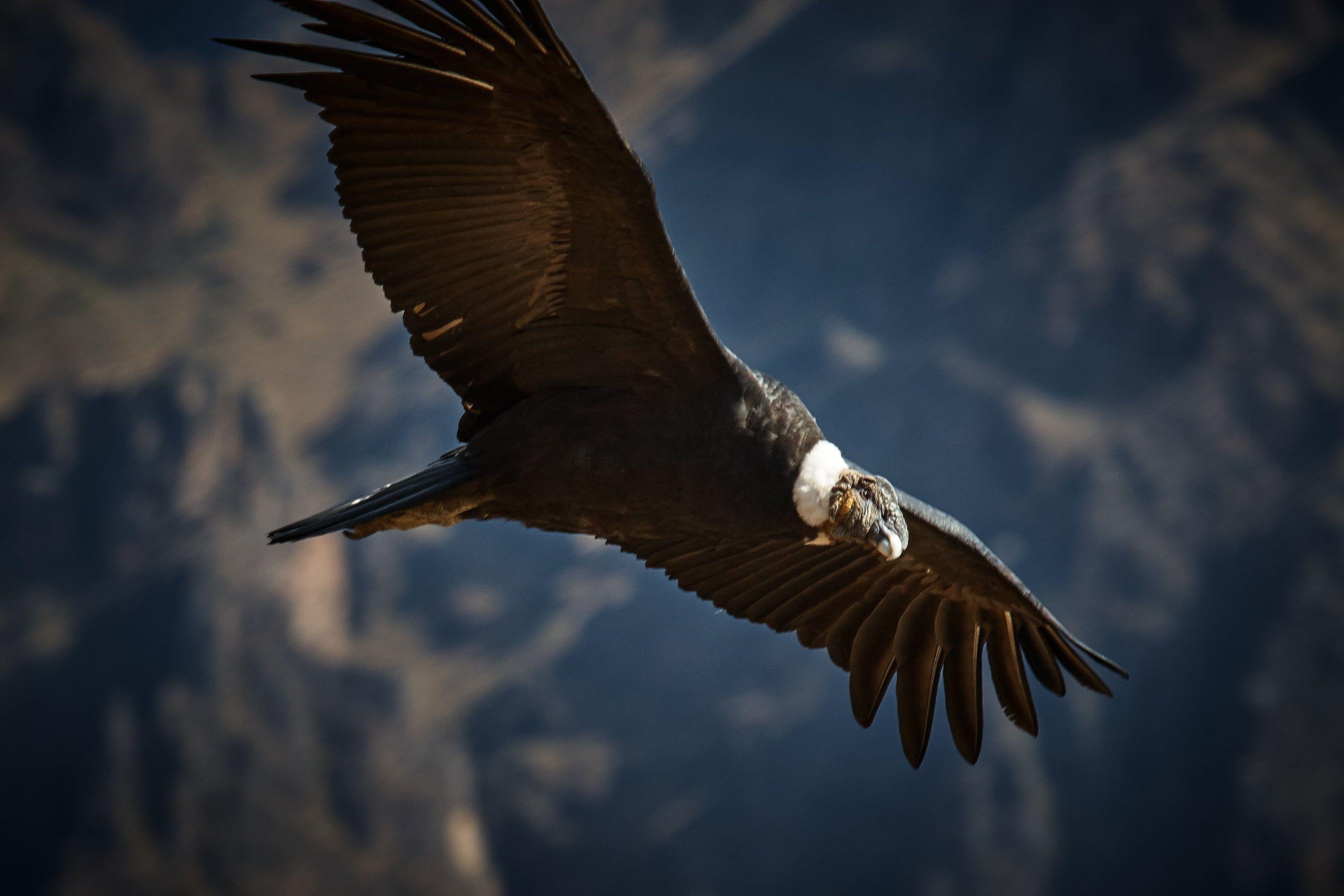 2696x1797 Wildlife Photography Of Flying Vulture, Condor, Condor