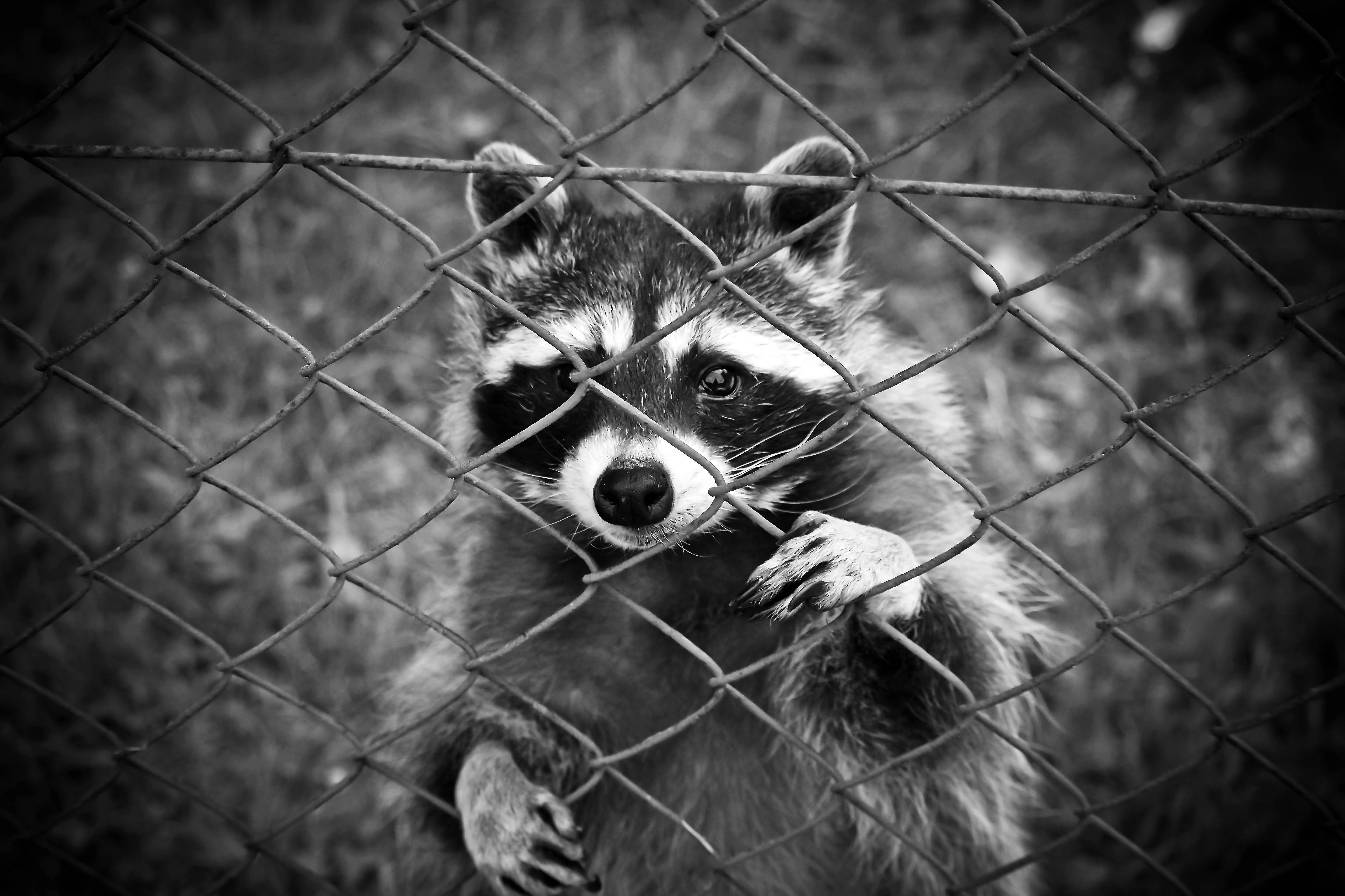 4608x3072 Racco Animal Animal World Wildlife Photography Wallpaper
