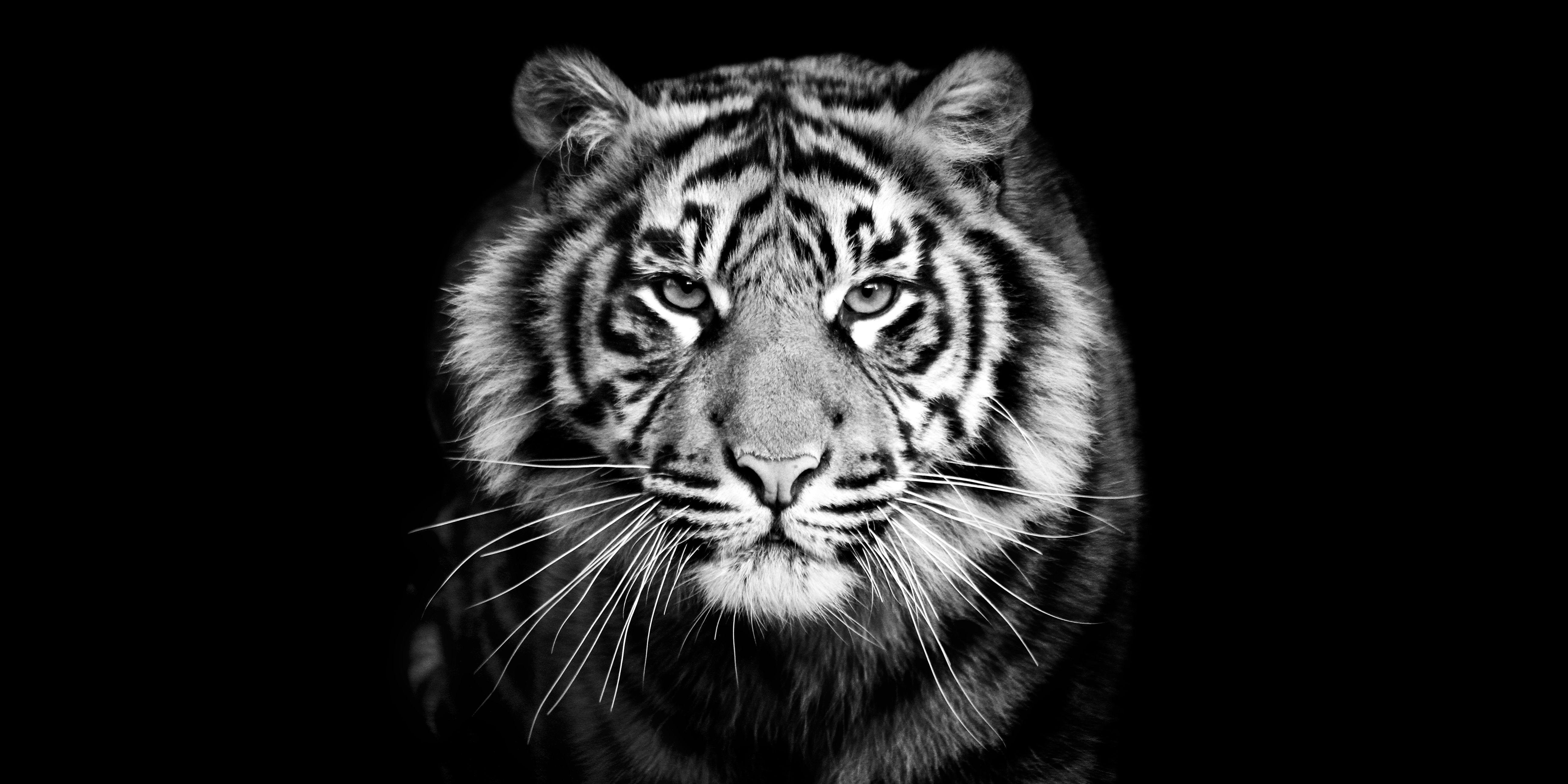 5184x2591 wildlife photography. Sumatran tiger, White tiger, Tiger
