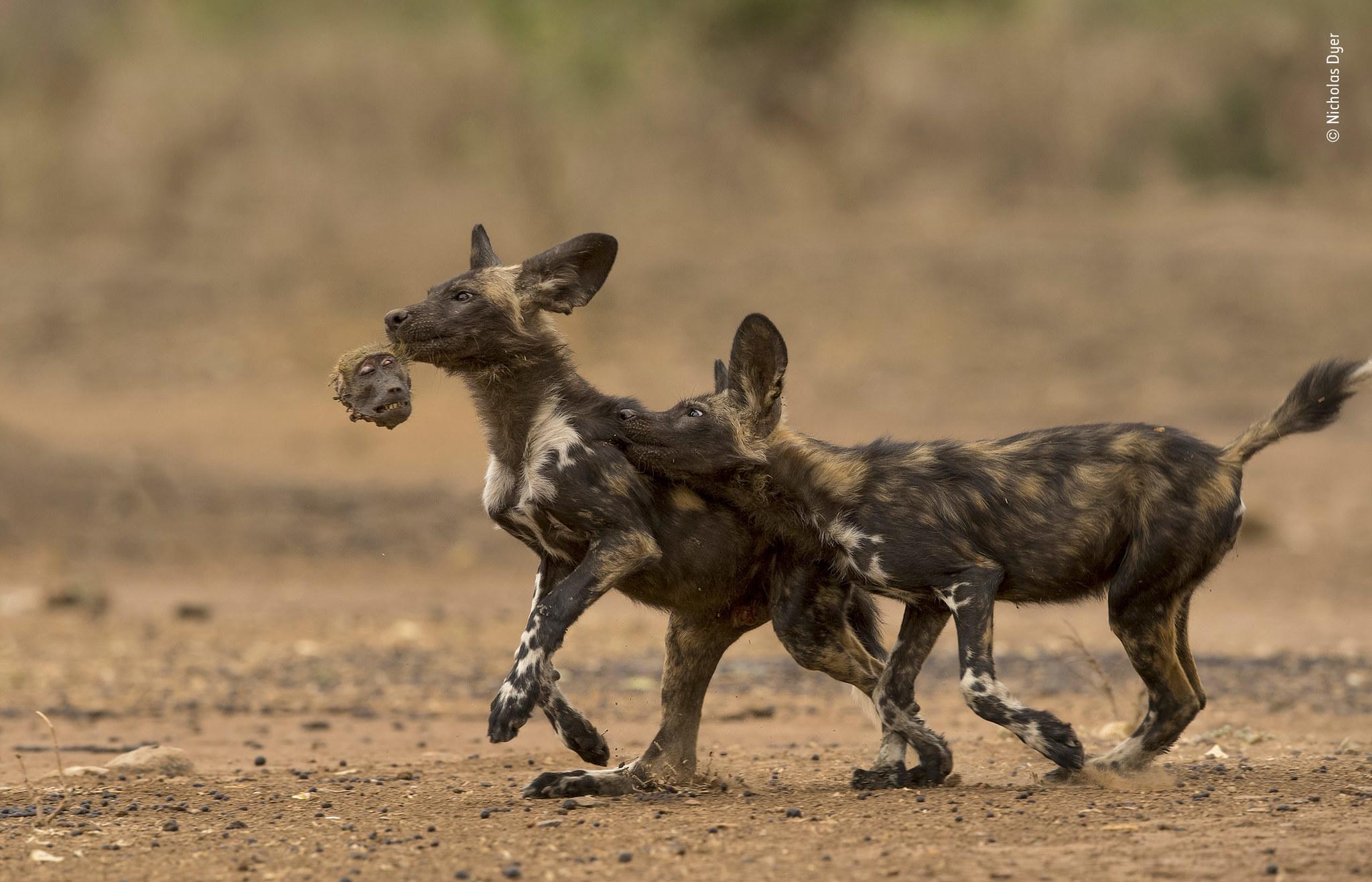2048x1317 Wildlife Photographer Of The Year 2018: 14 Stunning Animal Image