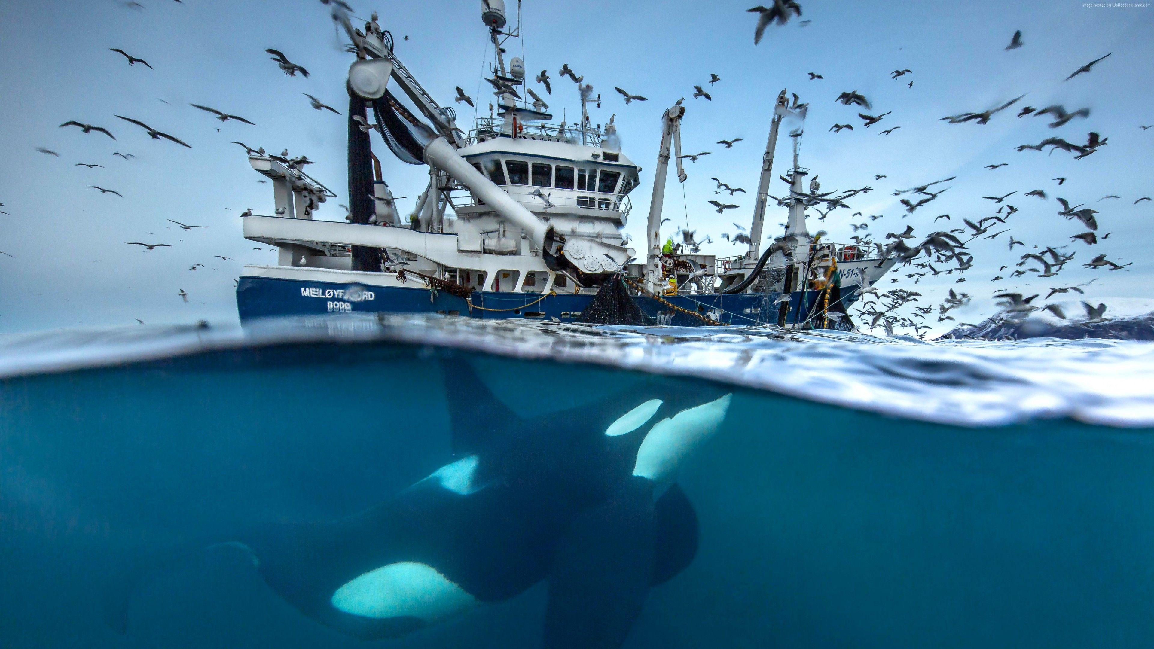 3840x2160 Wallpaper 2016 Wildlife Photography finalist, whale, boat, birds