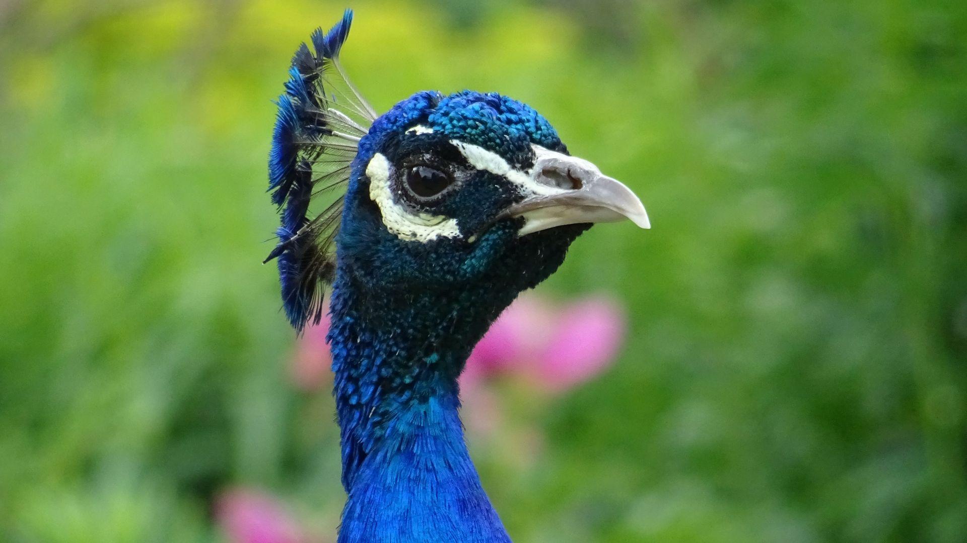1920x1080 Wildlife Photography of Peacock Wallpaper