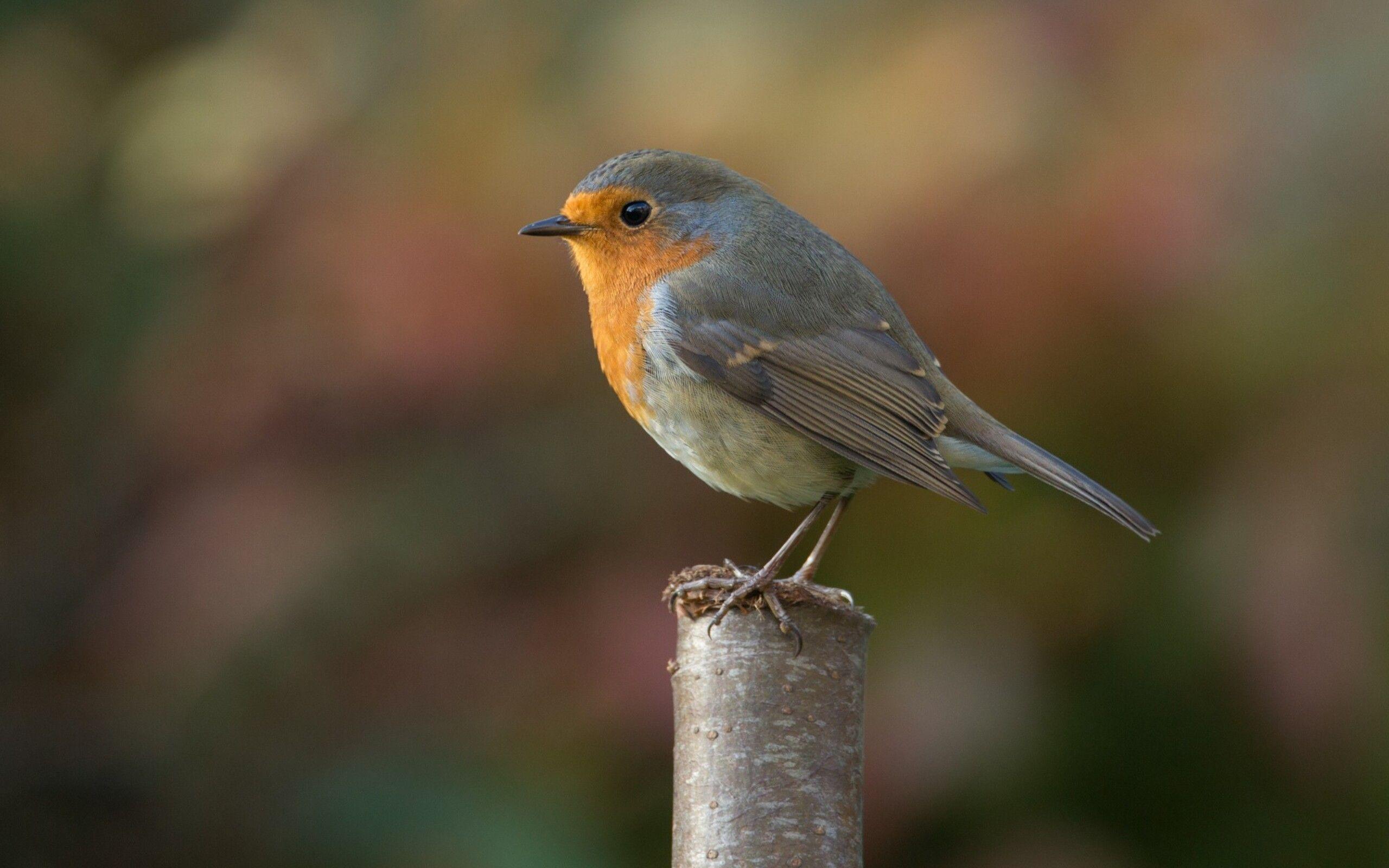 2560x1600 Robin Bird Photography 2560x1600 Resolution HD 4k