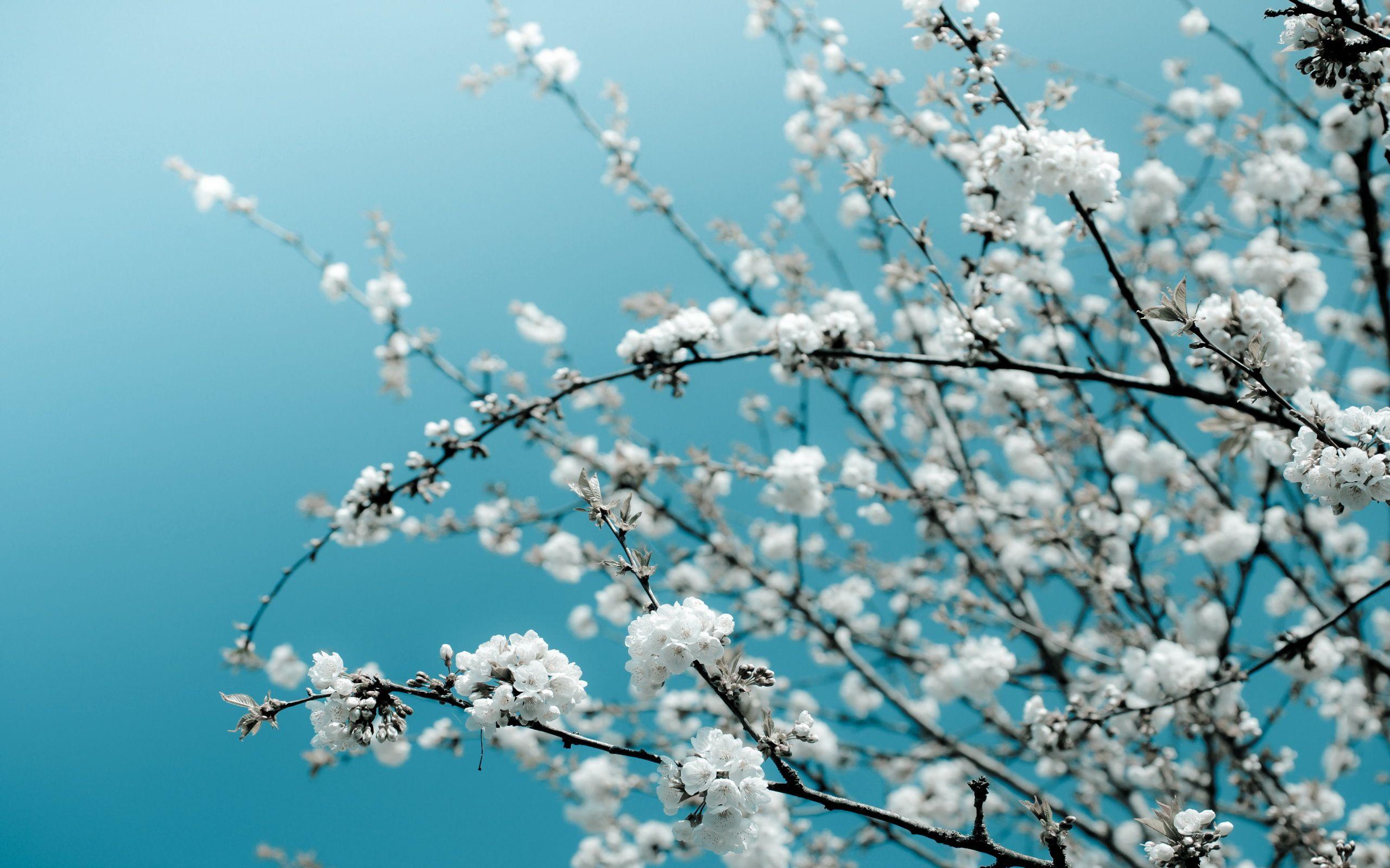 Cherry Blossom White Wallpapers - Top Free Cherry Blossom White