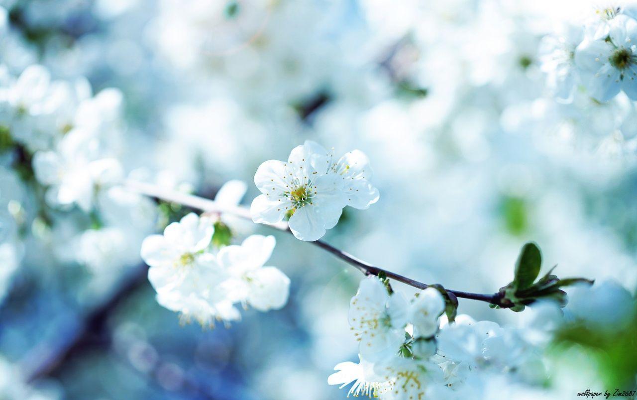 1280x804 Cherry blossom wallpaper. Cherry blossom